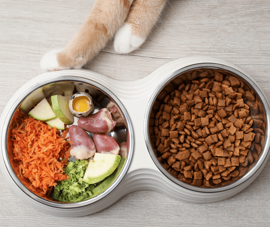 Homemade food for cats – facts versus fiction.
