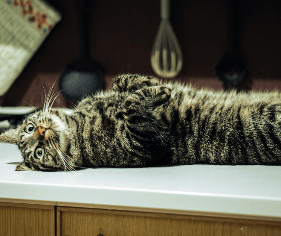 Cat behavior is lawful - learn about antecedents and consequences. 