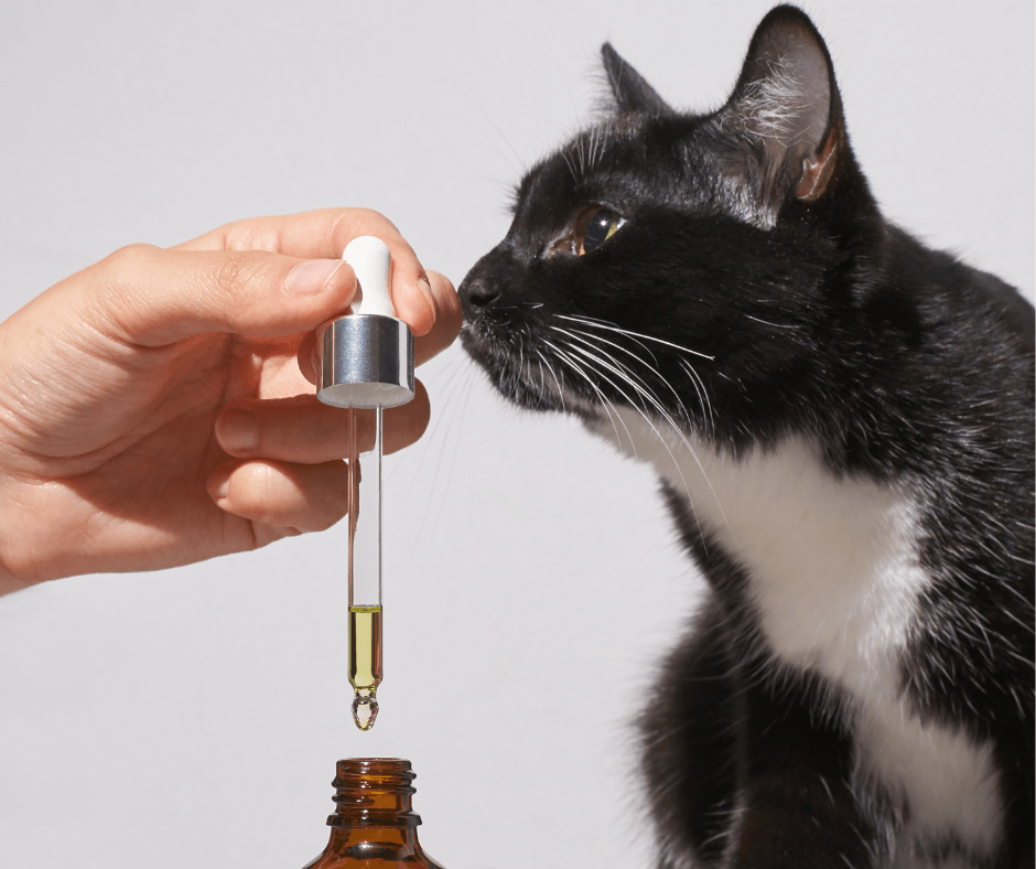 Cat supplements - are they worth the money? 