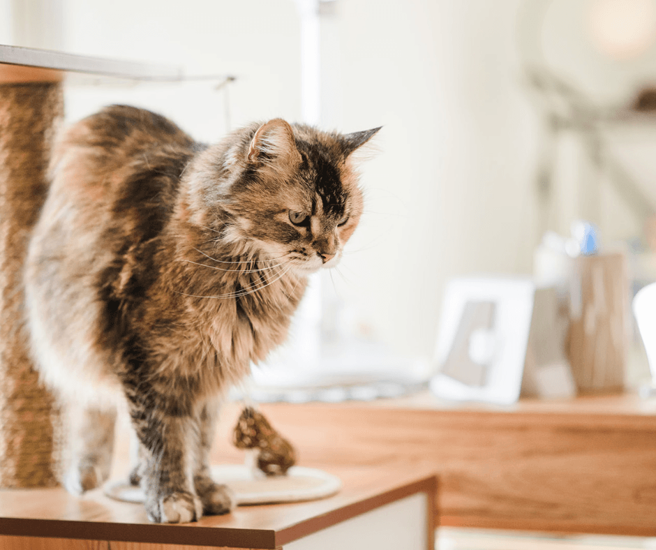 Taking care of senior cats. 