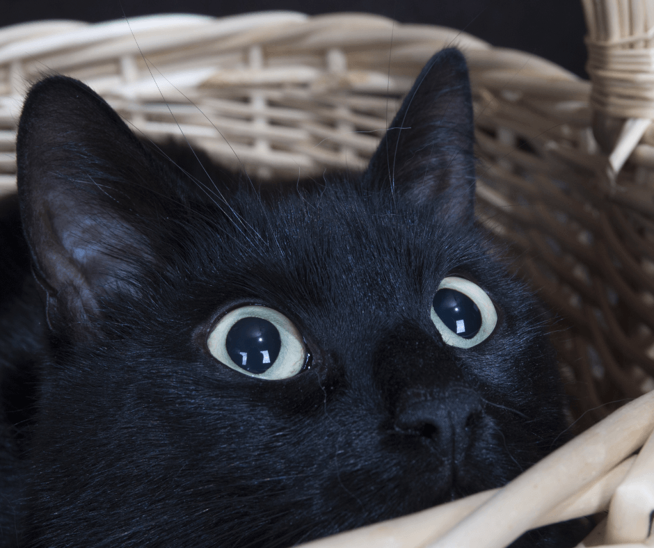 Signs to contact a cat behavior expert. 