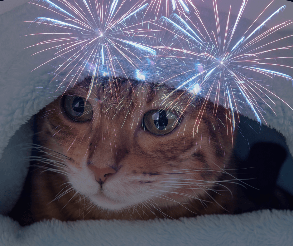 Felines and Fireworks - Learn how to keep your cats safe during July 4th festivities. 