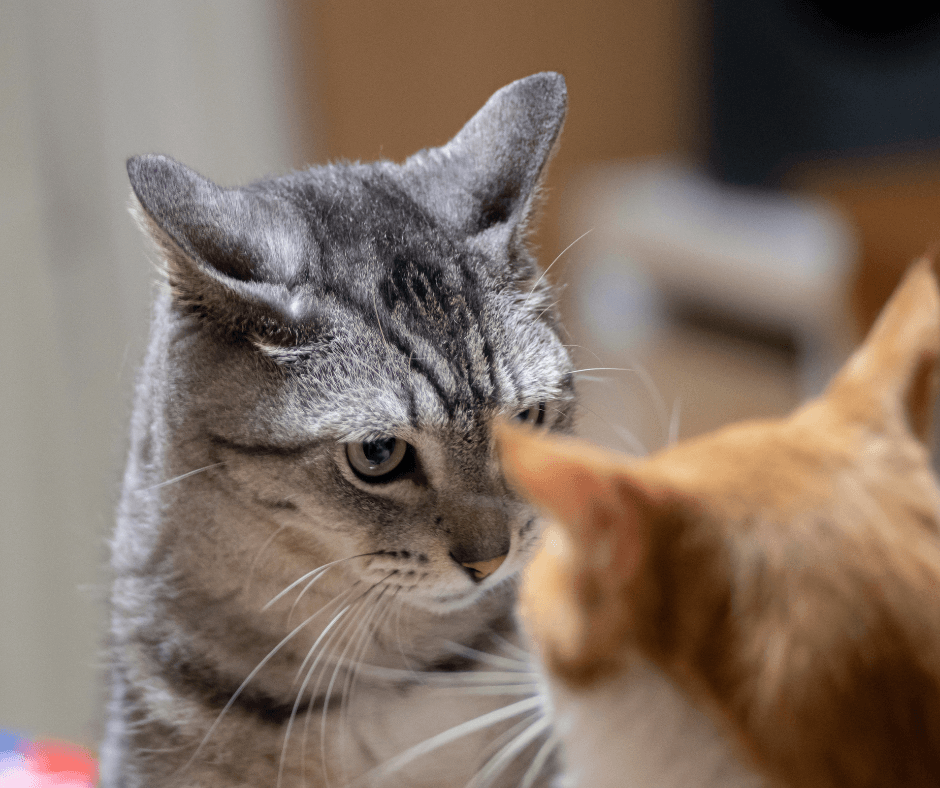 What to expect when working with a cat behavior consultant. 