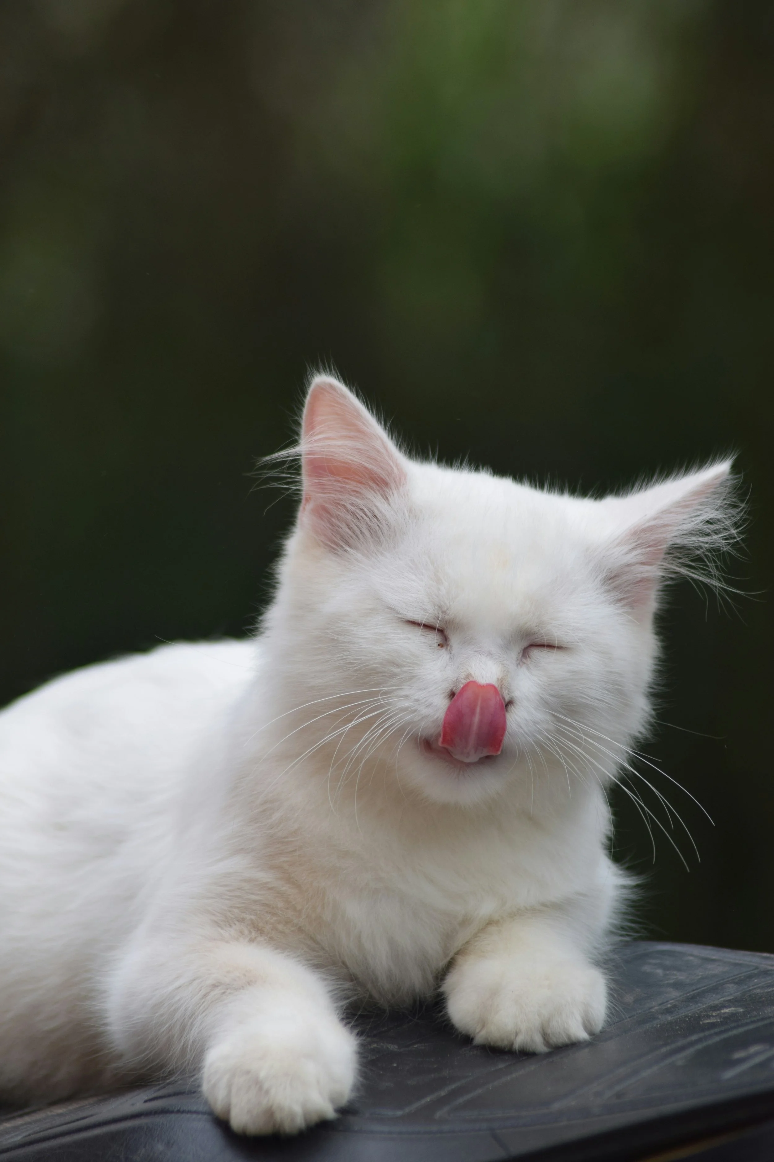 Photo of a cat licking its face after eating.