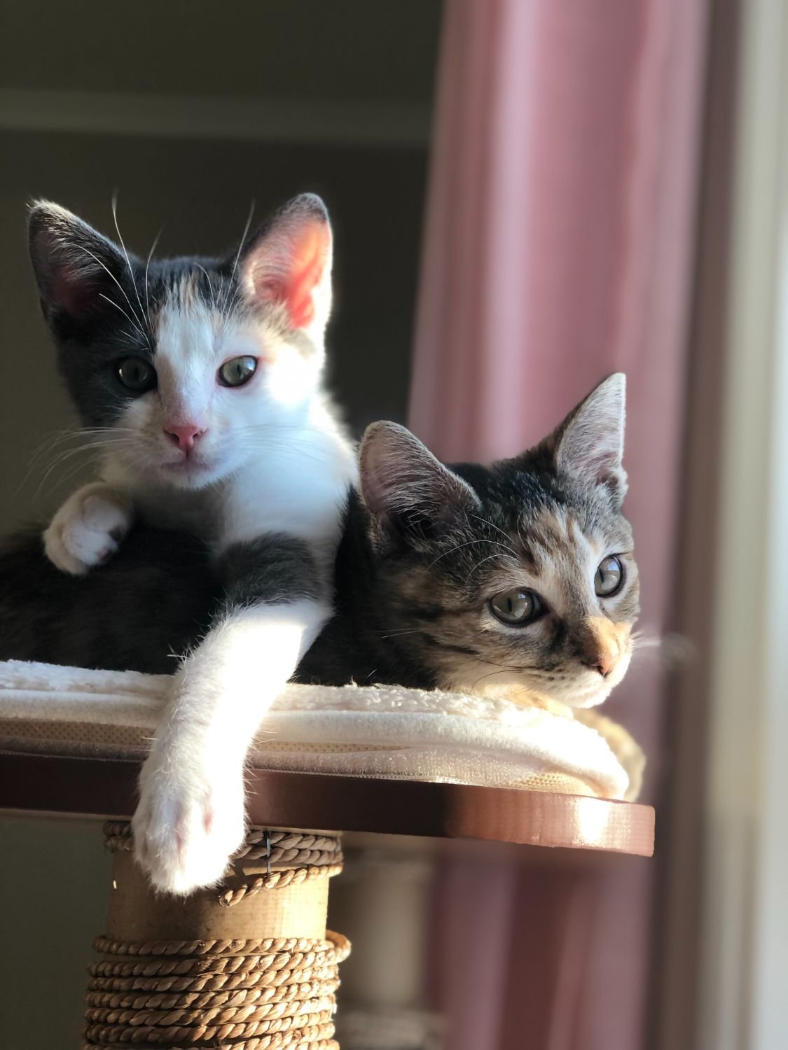 Two kittens getting along after cat behaviorist training.