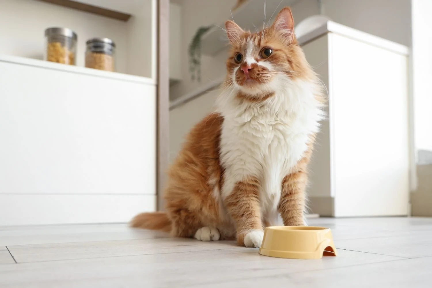 Photo of cat eating, representing tailored cat nutrition.