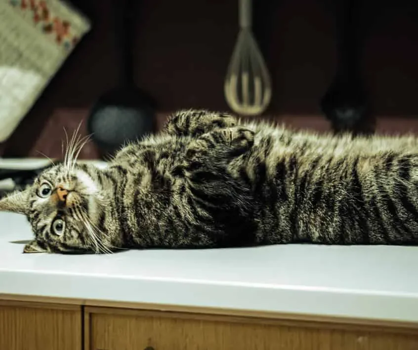 Cat lying on it's back. The link between cat behavior and nutrition. Cat nutrition consultation - Sandra Grossman