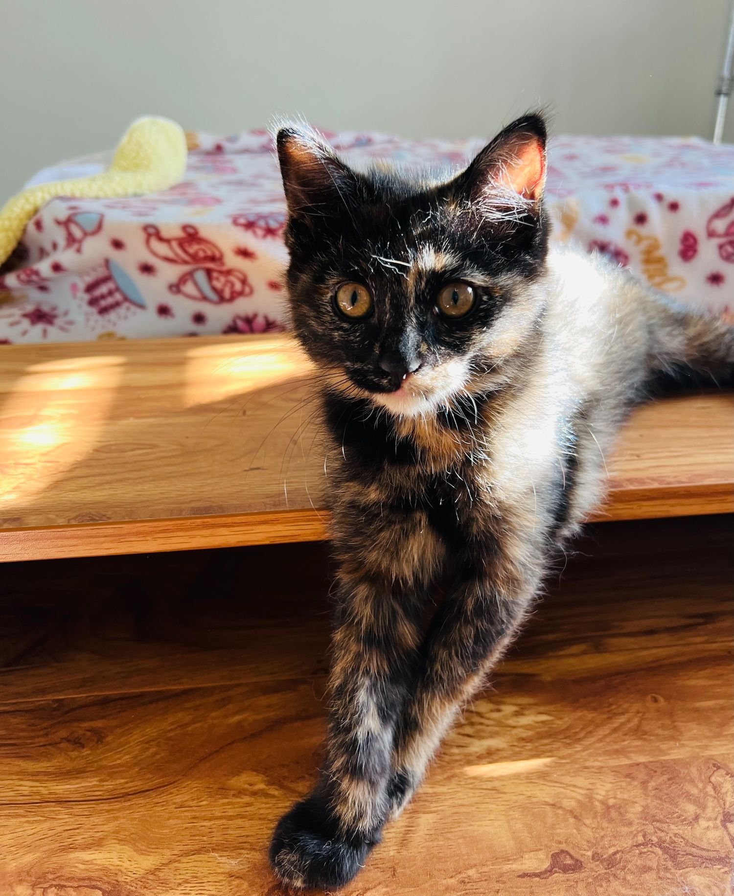 Photo of kitten lounging comfortably.