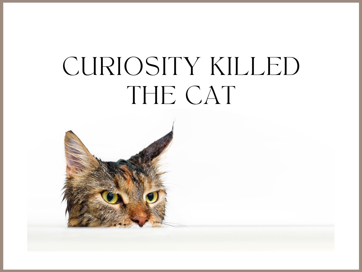 Cat Curiosity