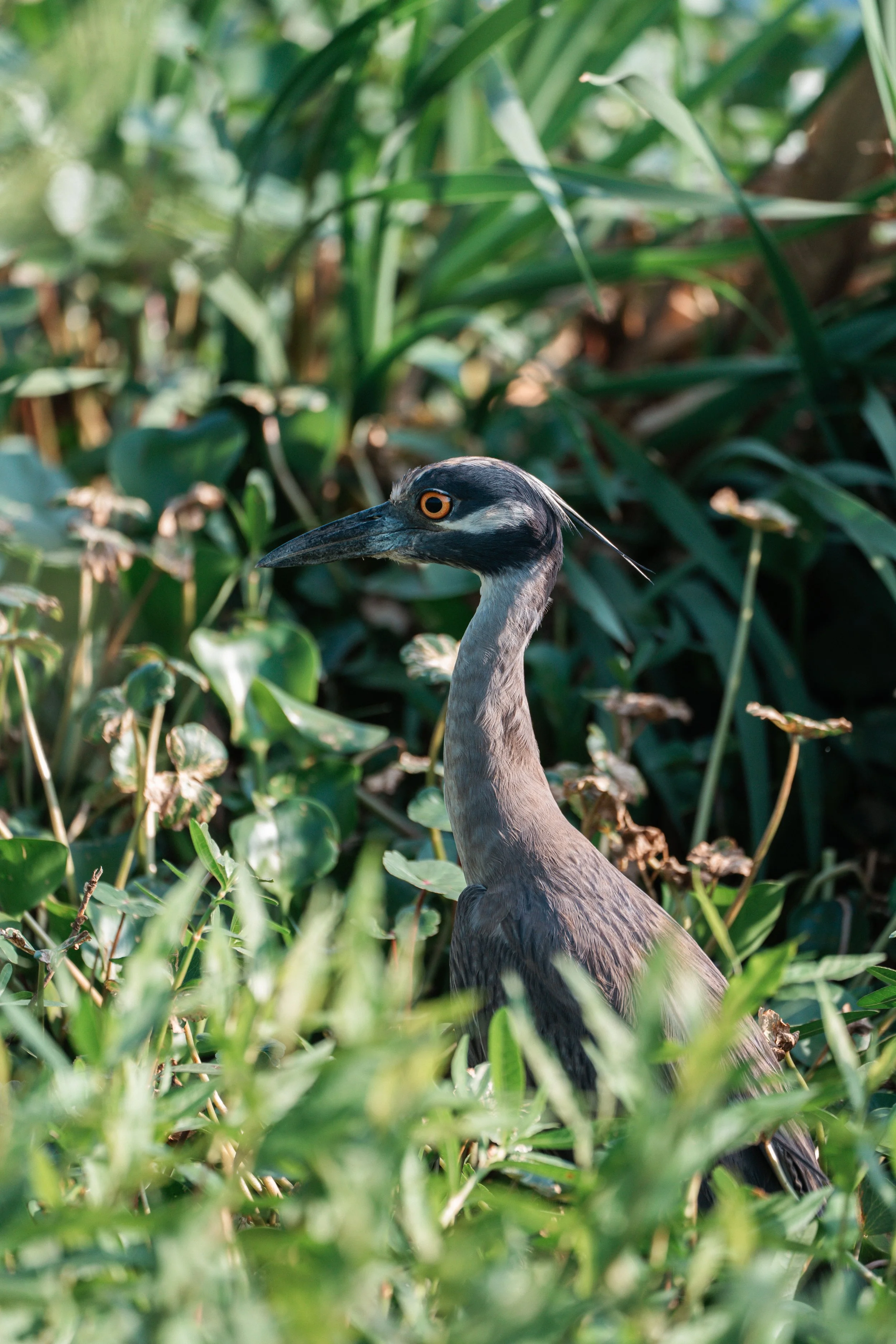 Brazos Bend State Park (Digitals)-114.jpg
