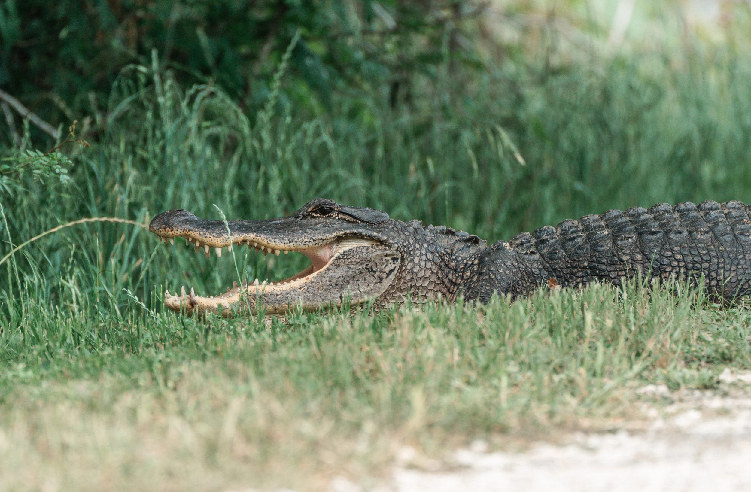 Brazos Bend State Park (Digitals)-208.jpg