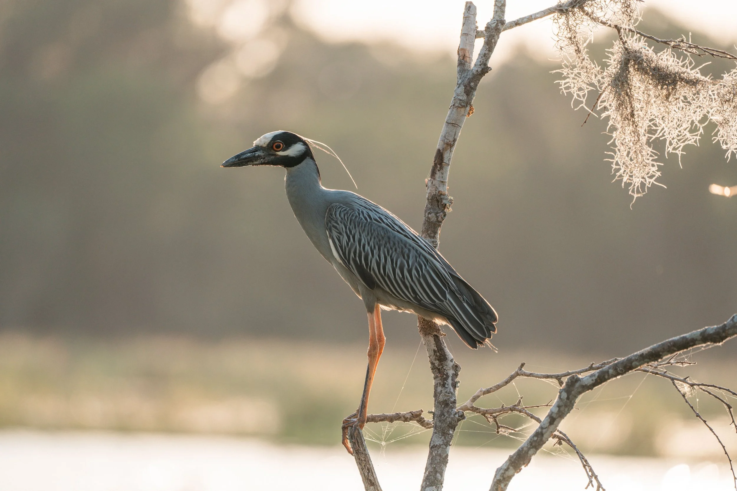 Brazos Bend State Park (Digitals)-134.jpg