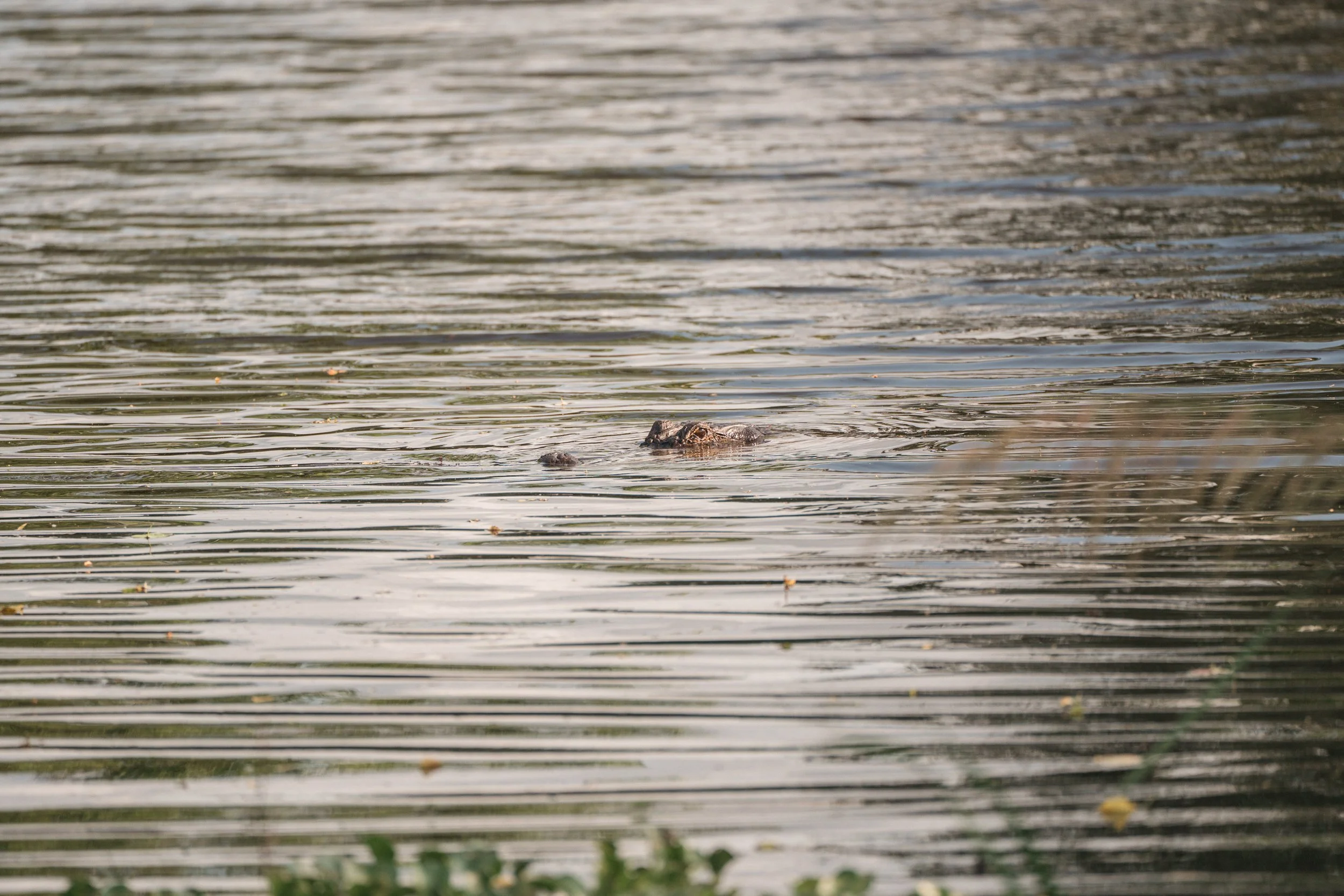 Brazos Bend State Park (Digitals)-72.jpg