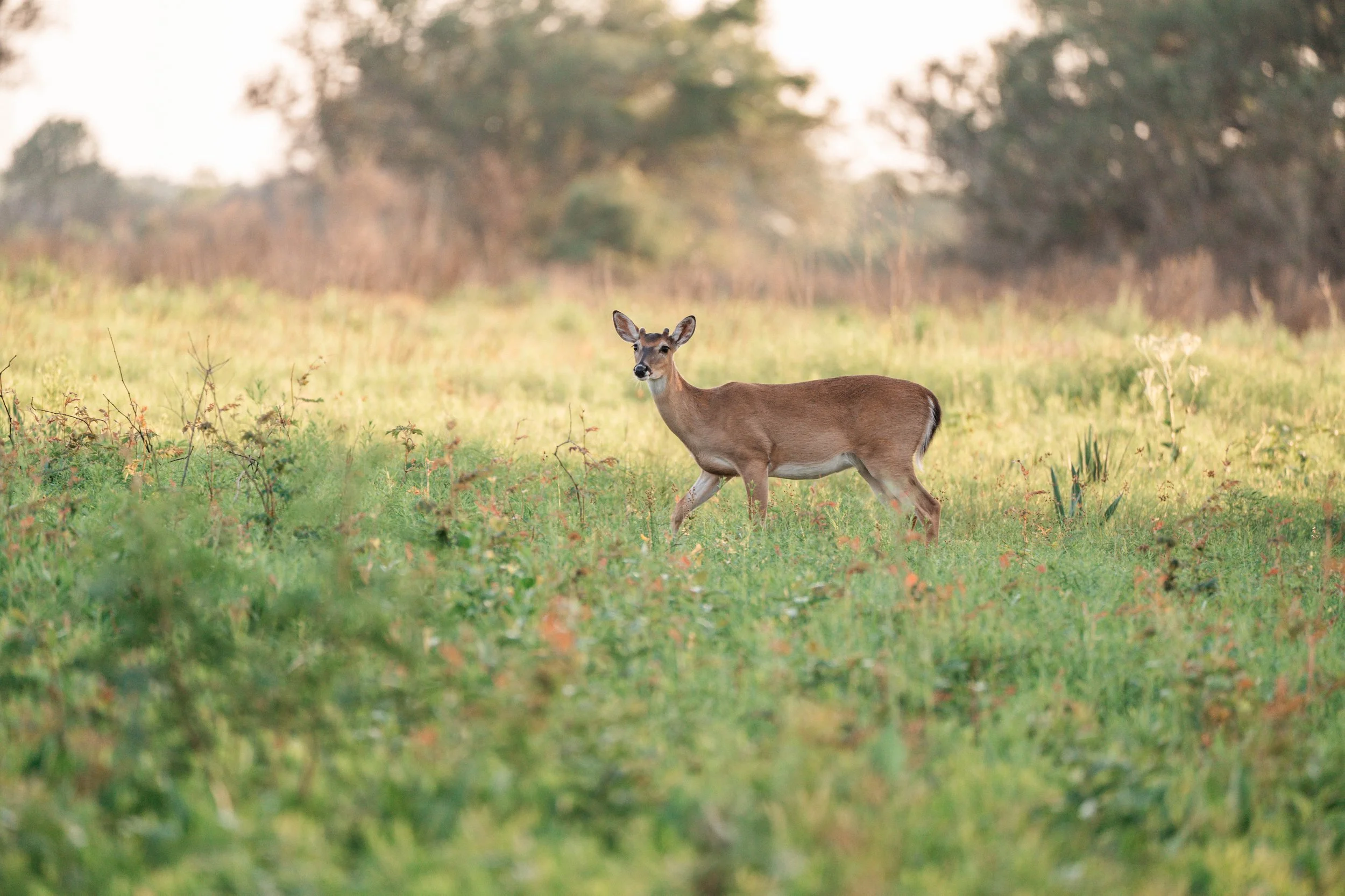 Brazos Bend State Park (Digitals)-174.jpg