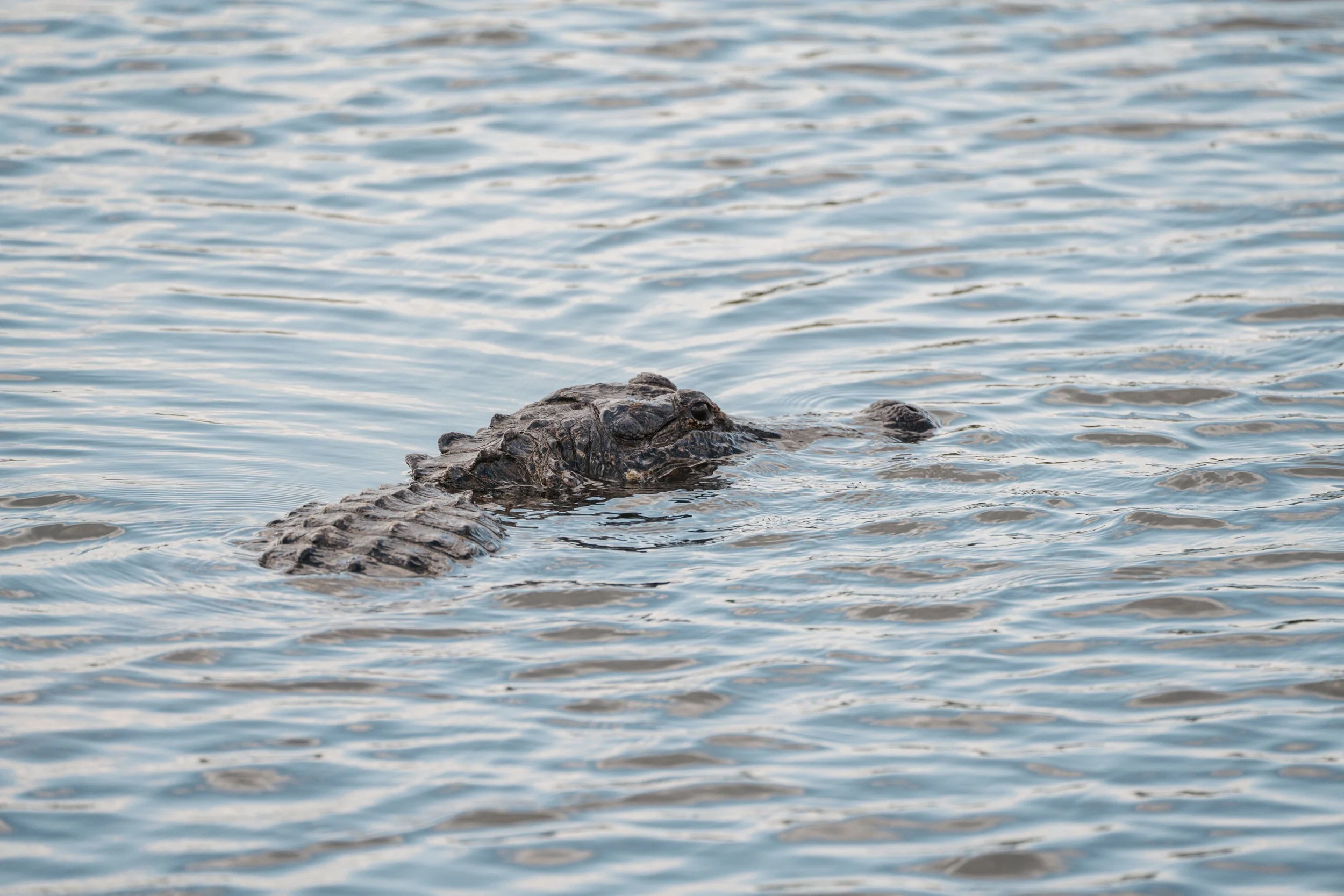 Brazos Bend State Park (Digitals)-46.jpg