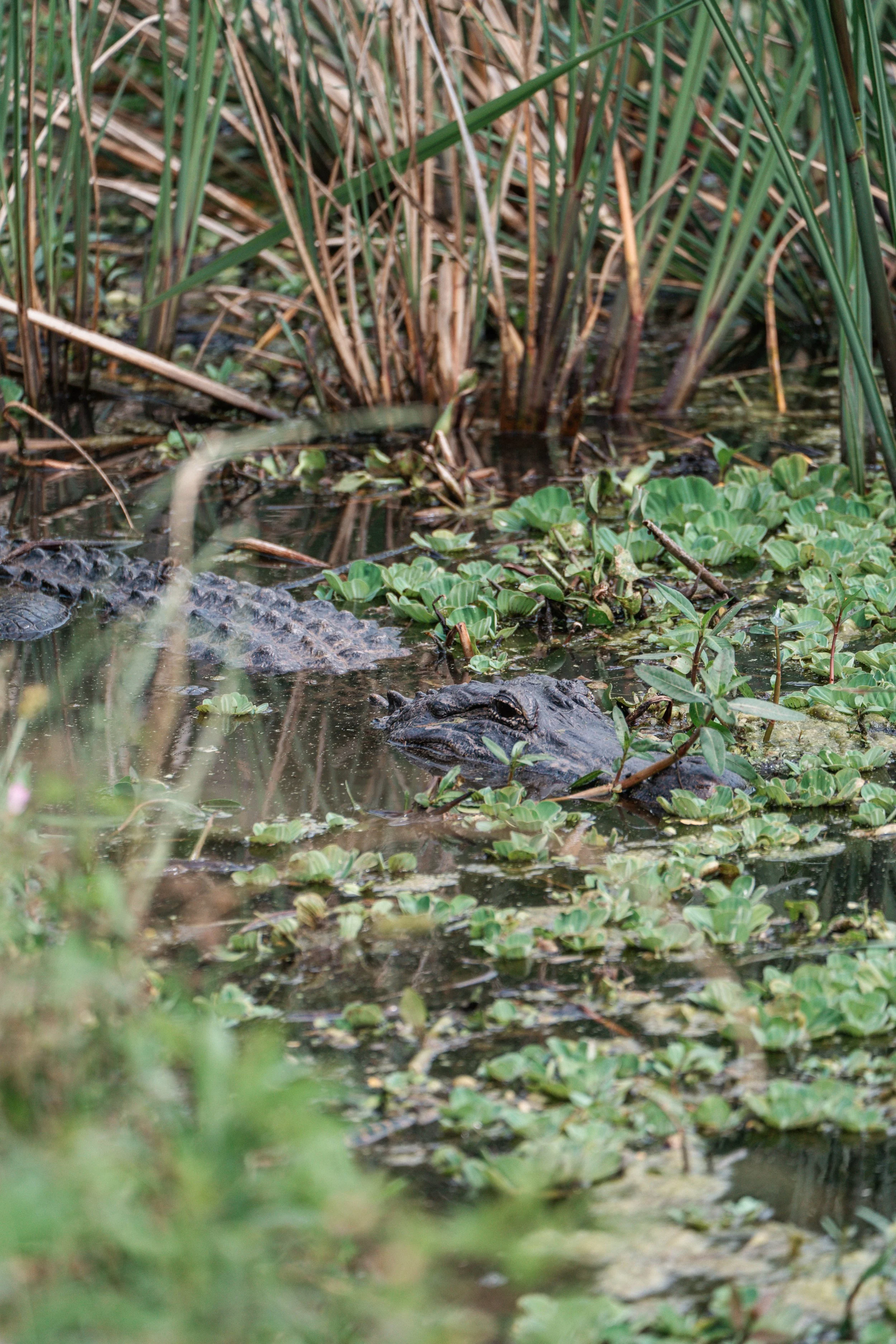 Brazos Bend State Park (Digitals)-191.jpg