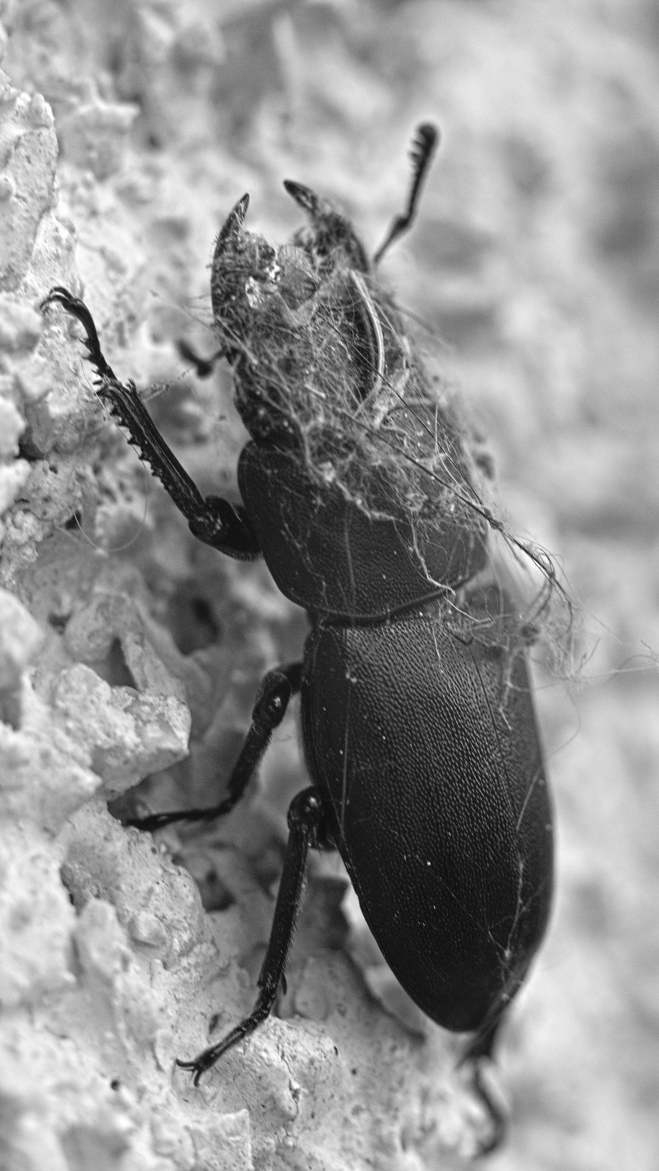 Lucanus cervus