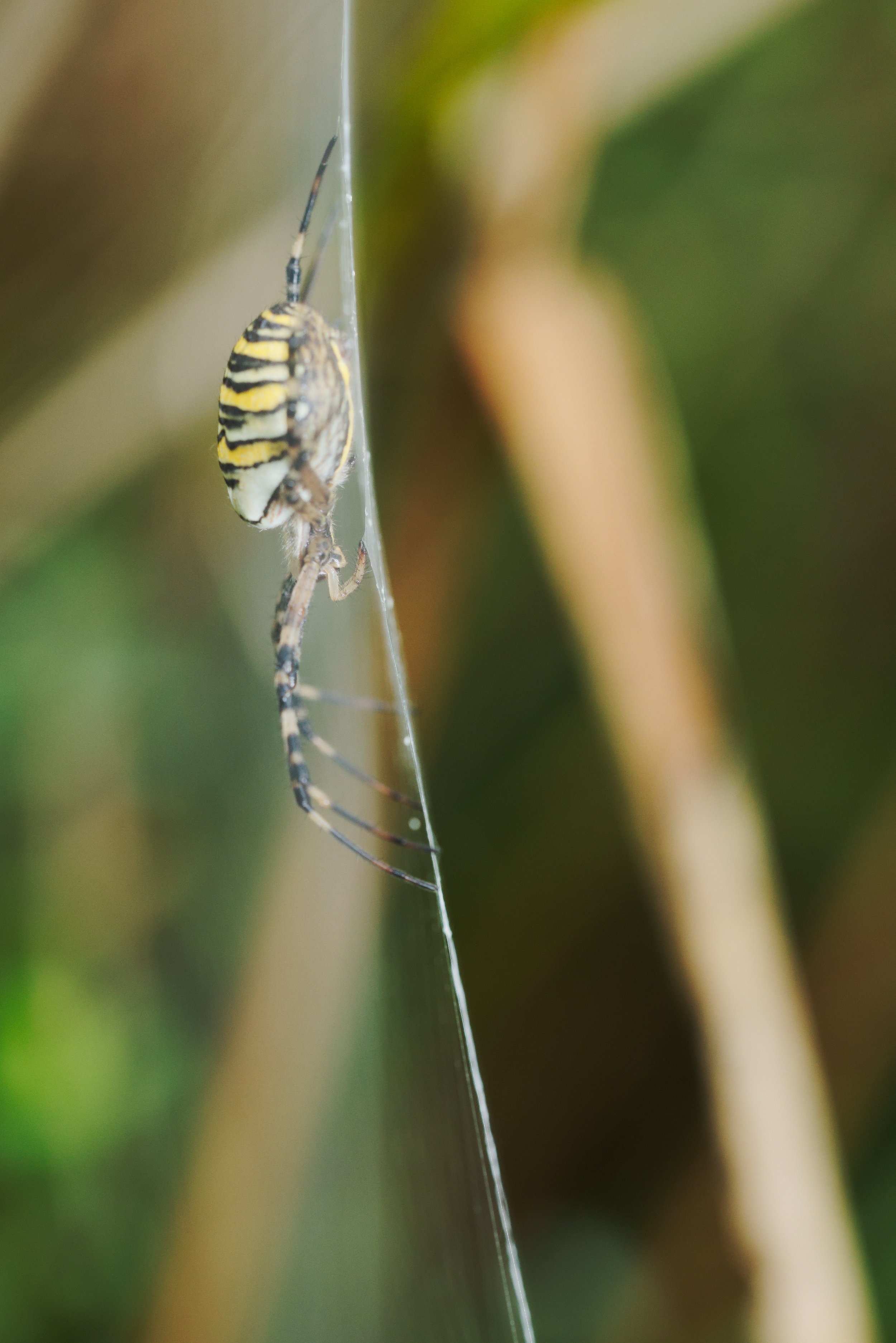 Wespenspinne am Netz