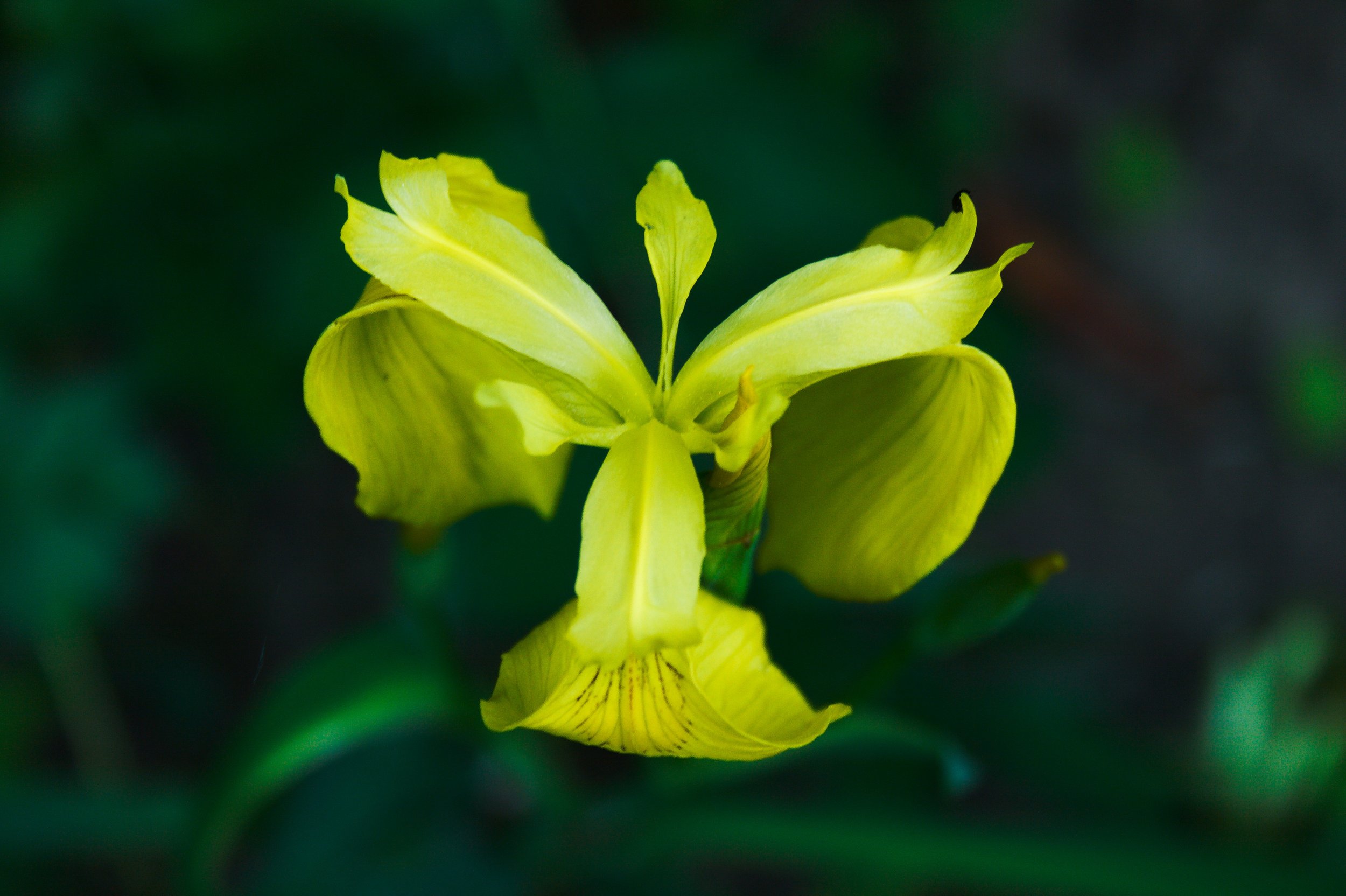 Iris sibirica