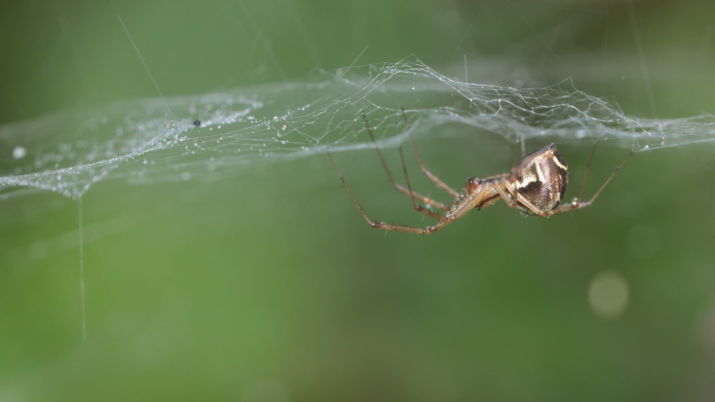 Baldachinspinne mit Wassertropfen