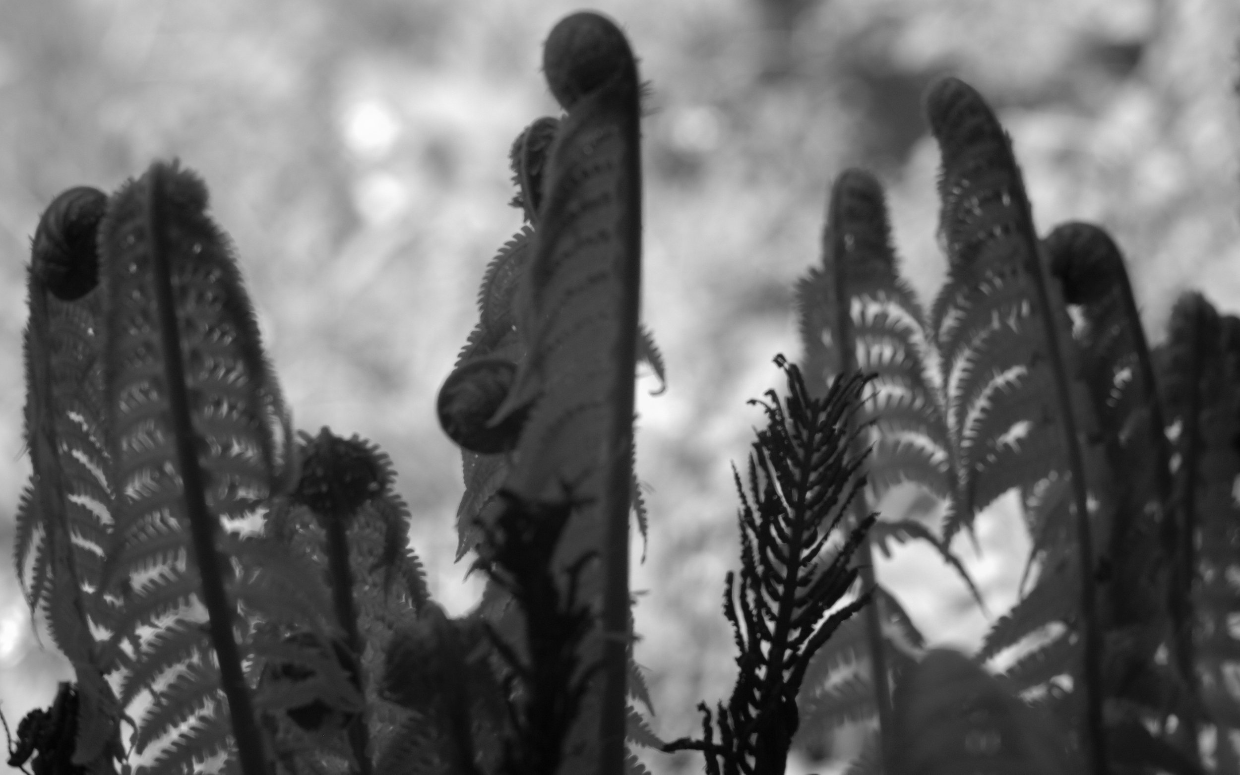 Athyrium filix femina