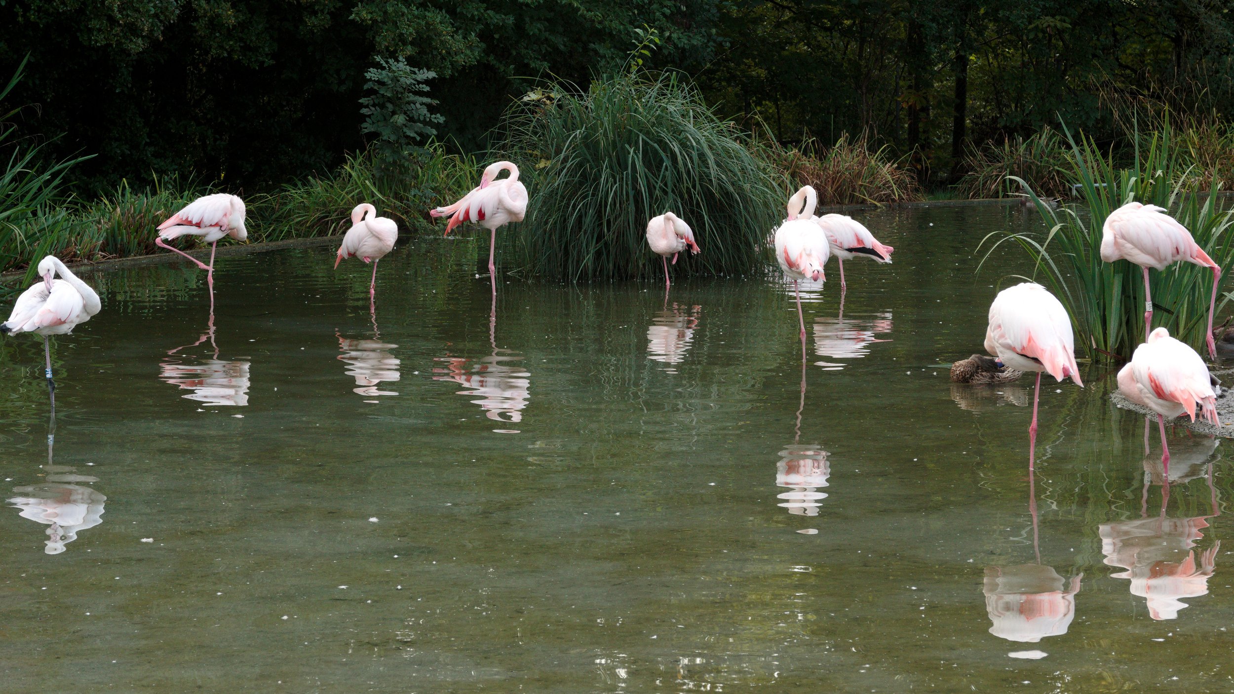 Flamingo Symphonie