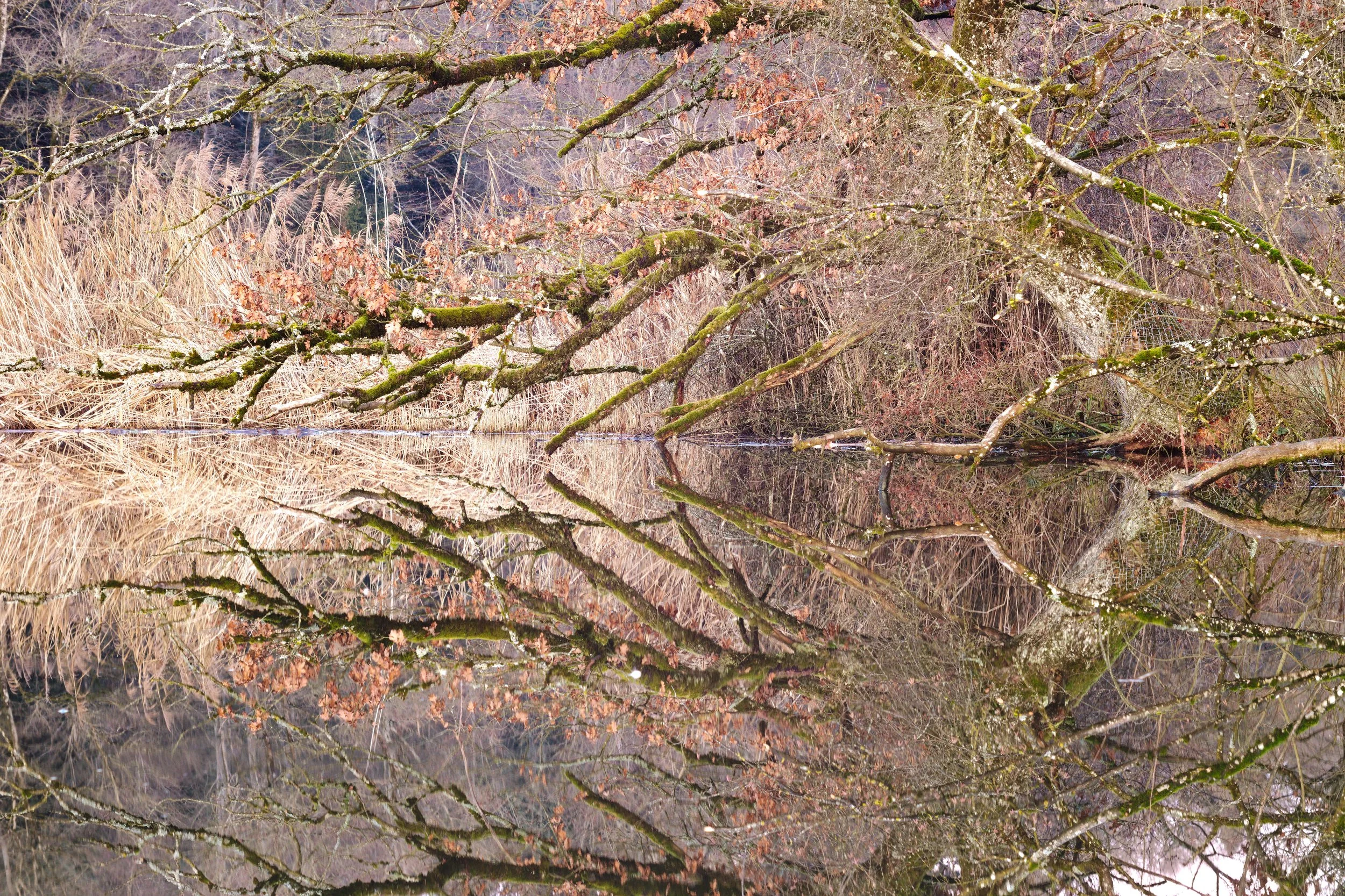 Eiche am Sängeli Weiher.jpg