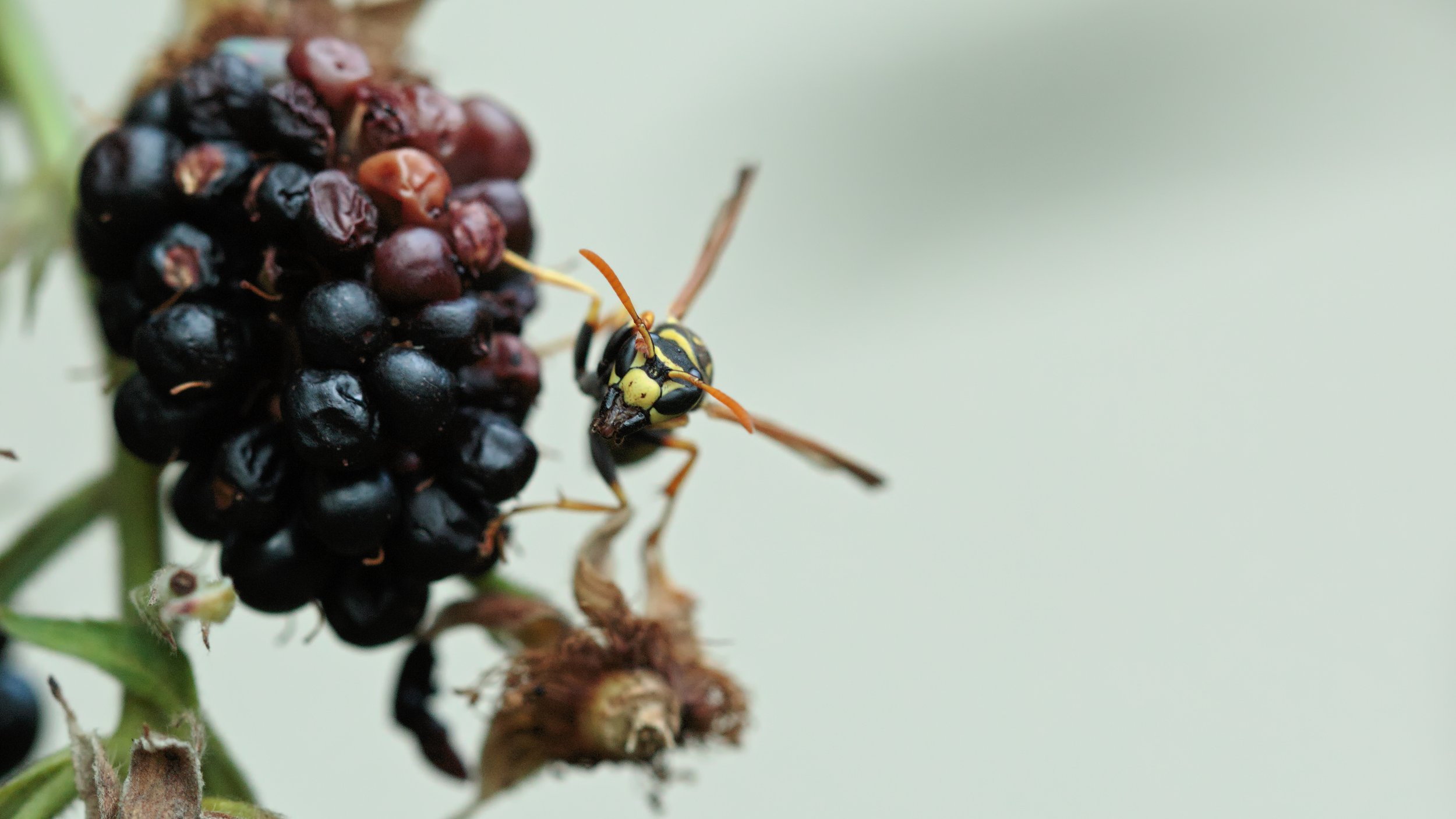 Brombeer Degustation