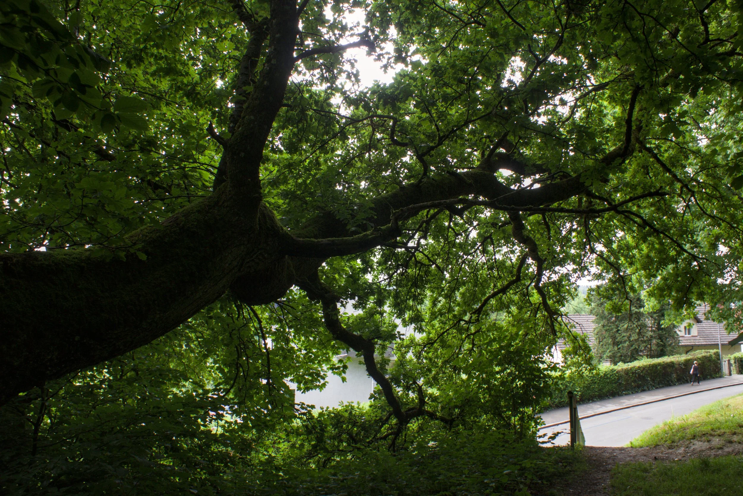 Quercus Bümpliz.jpg