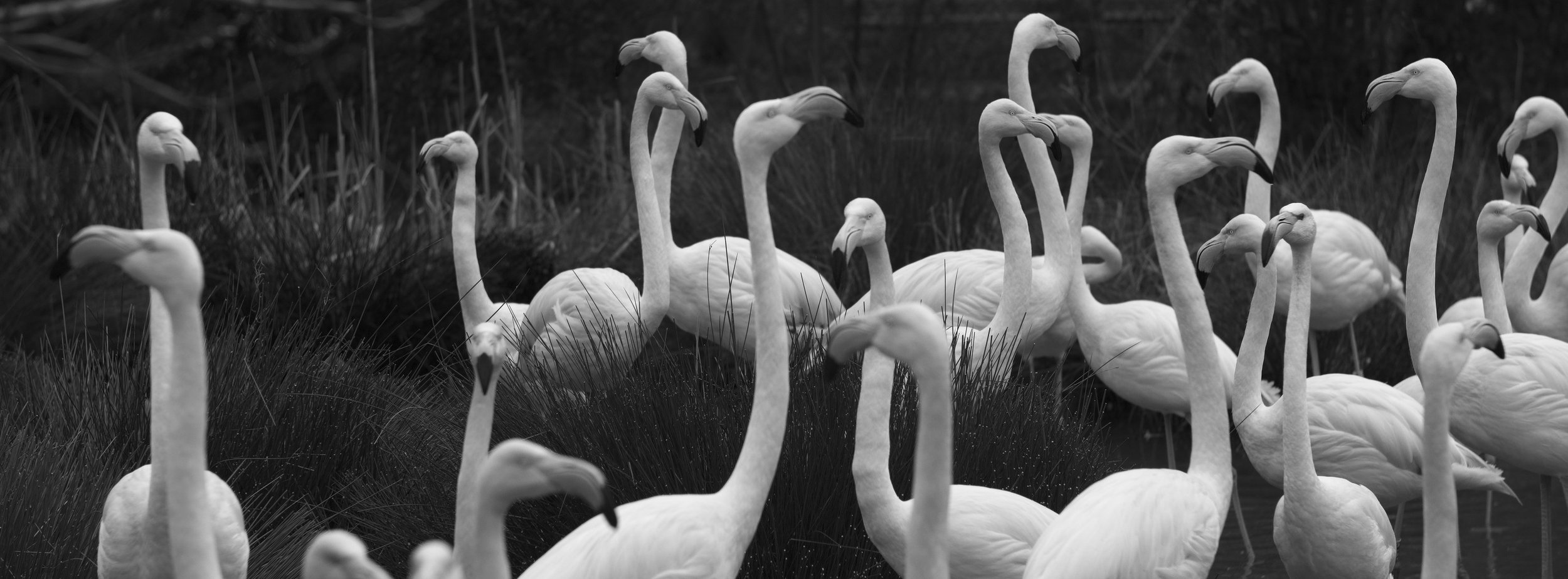 Flamingos SW