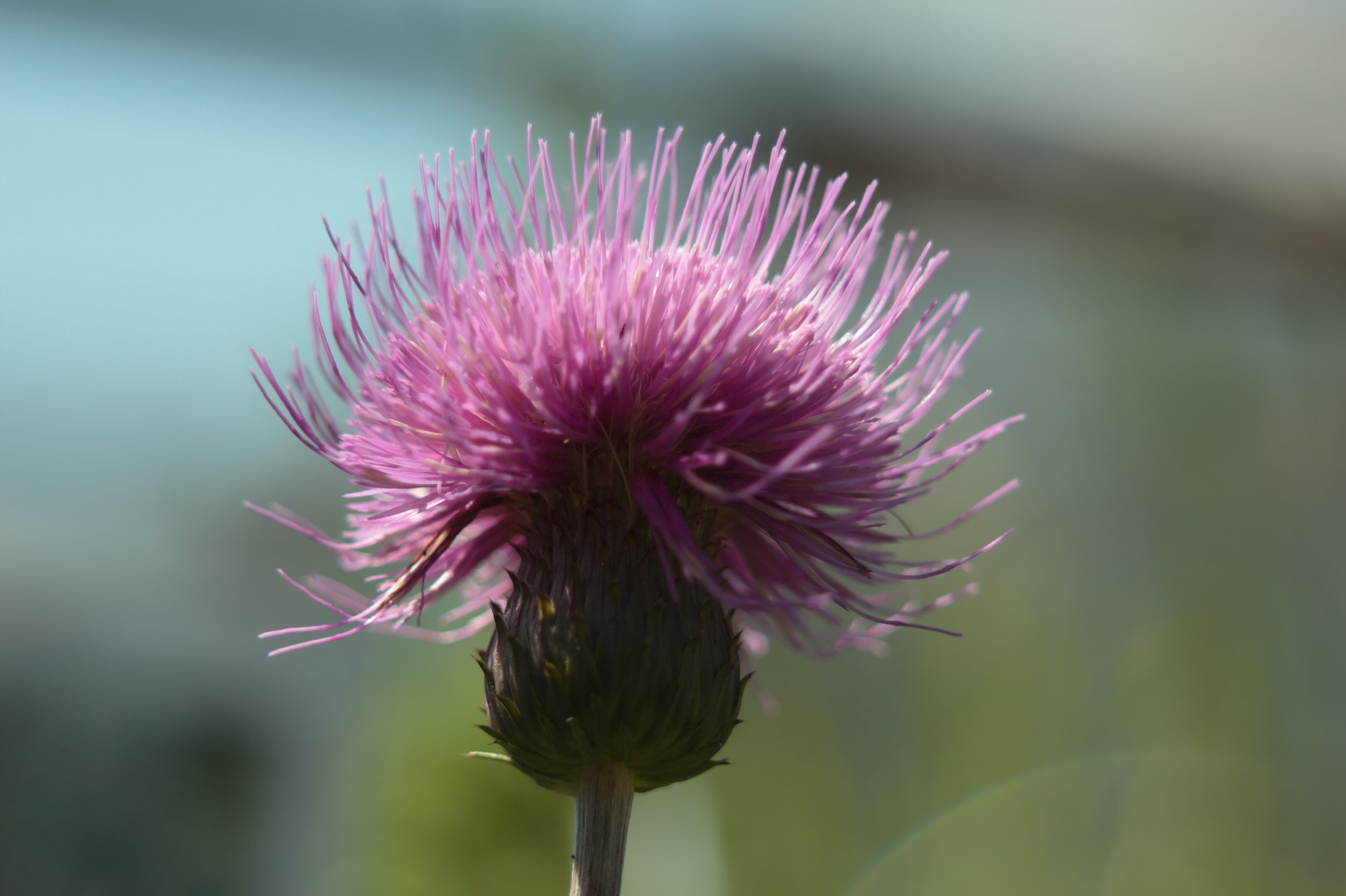Distel