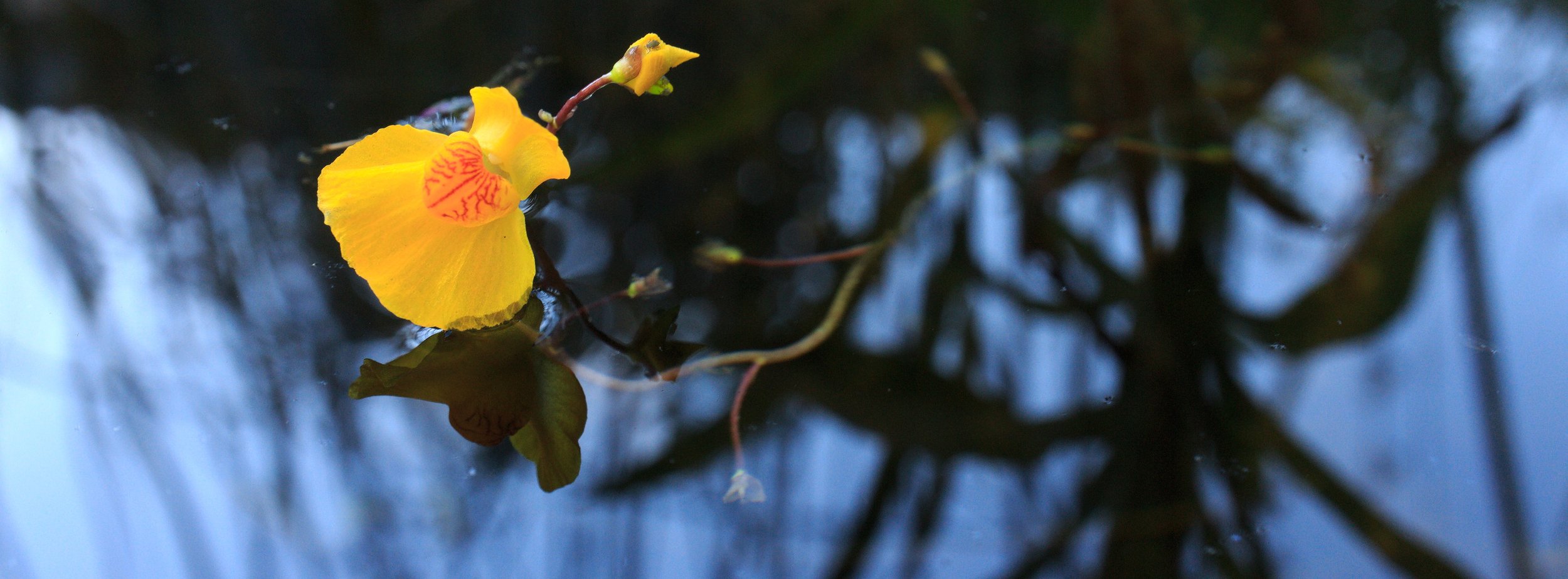 Wasserschlauch in prachtvoller Blüte