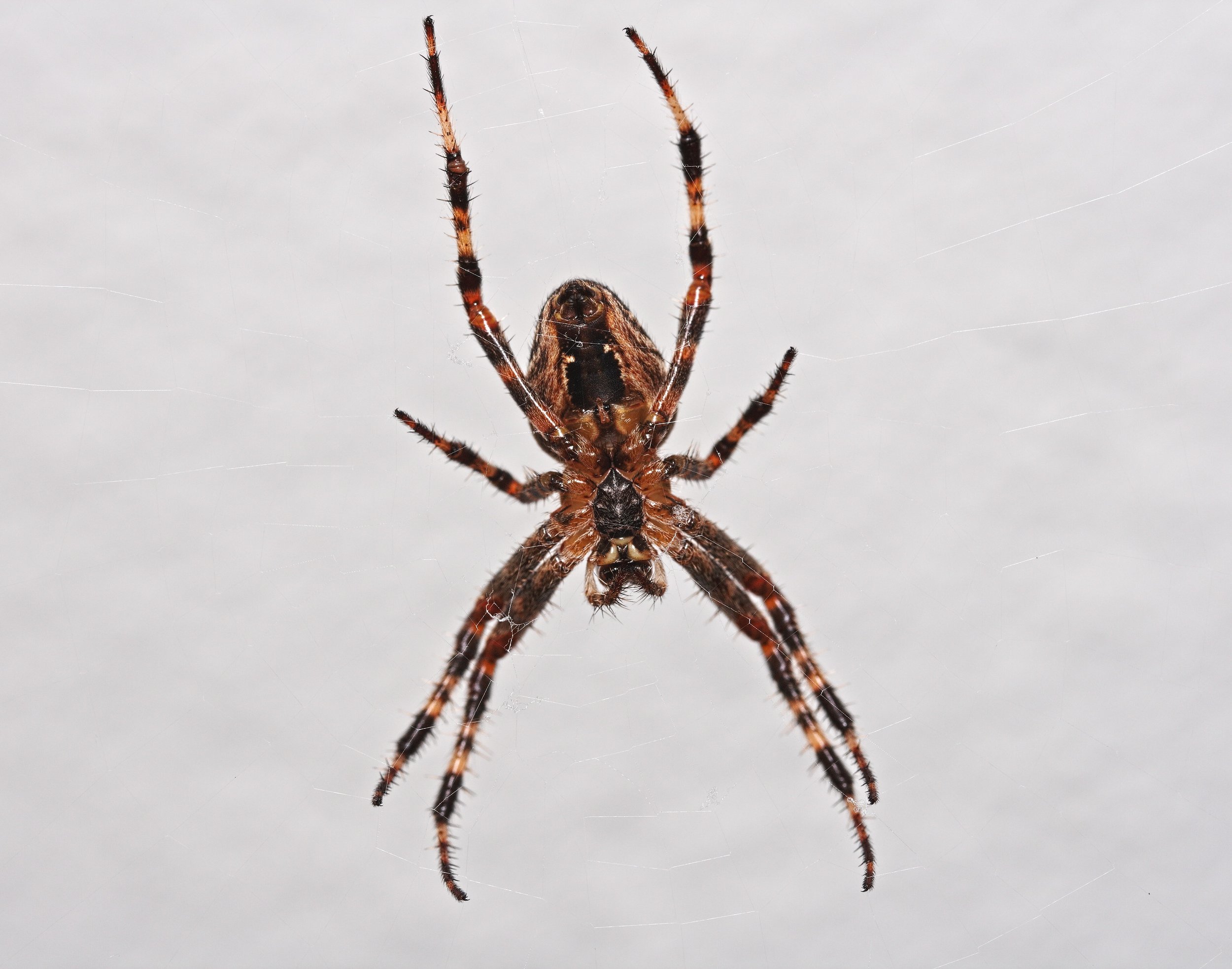 Kreuzspinne upclose