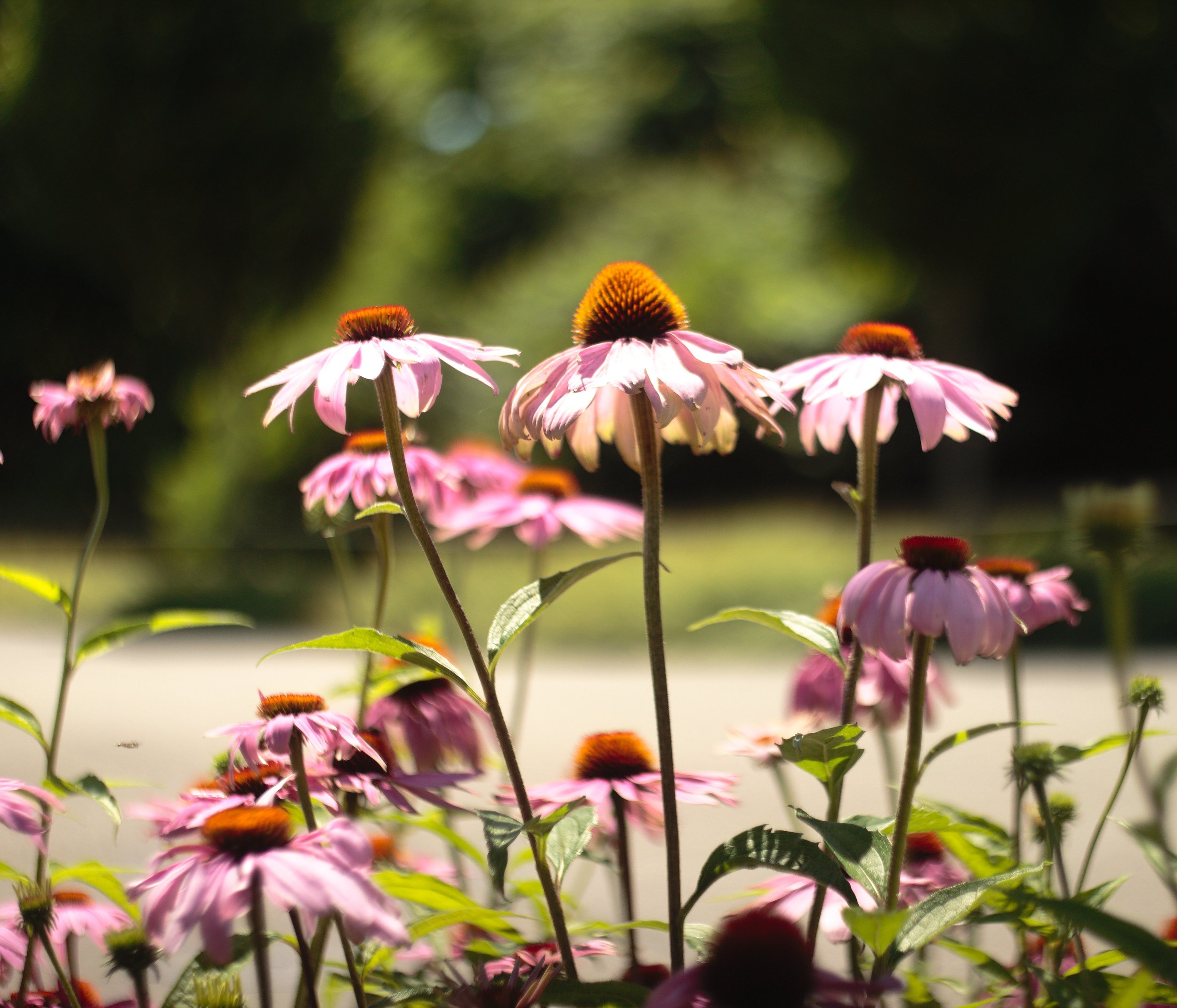 Echinacea ignis