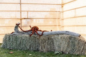 Octopus.jpg