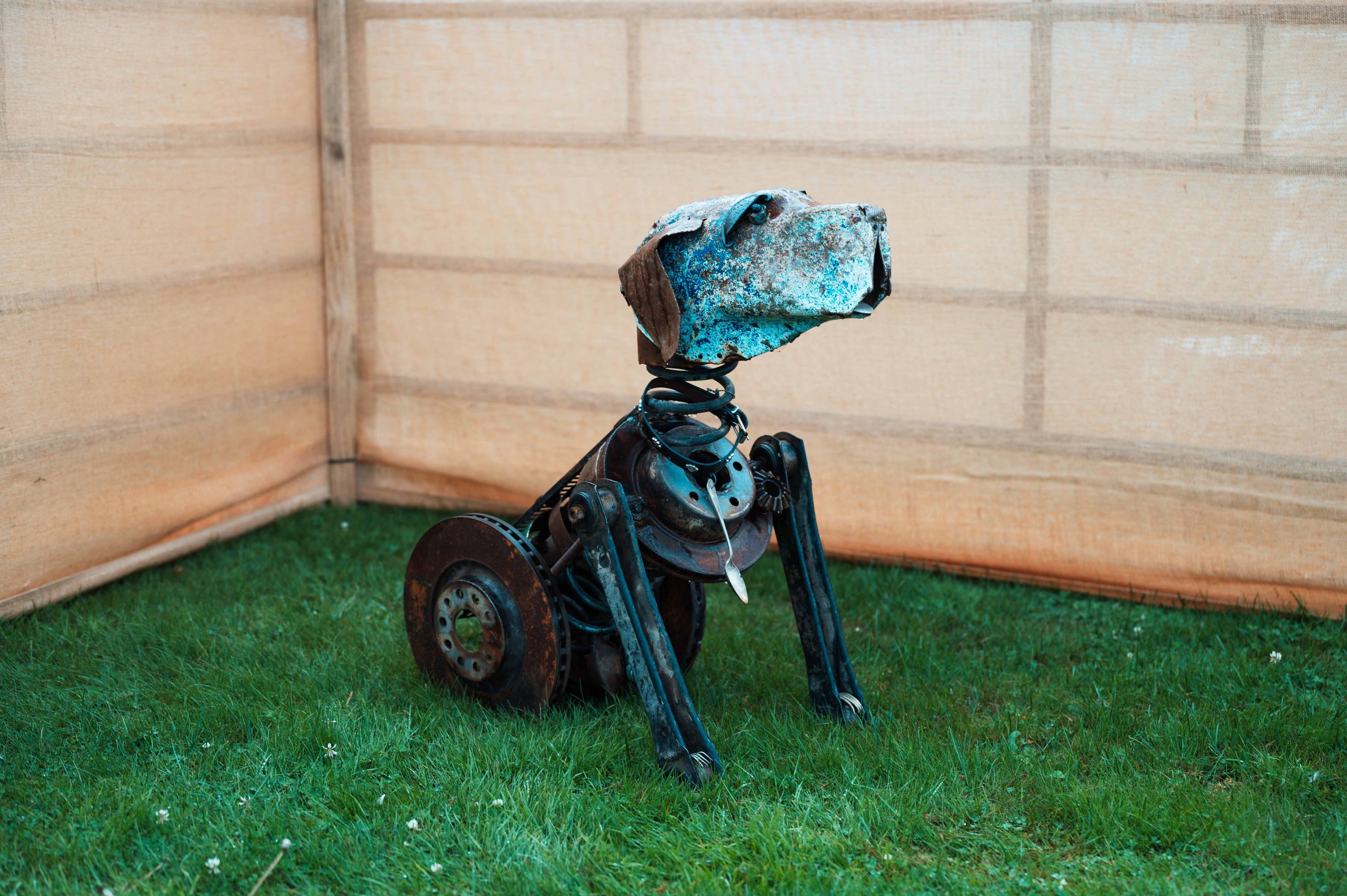 Paddock Pup - Hunter the Hunterway. Tracey Hunt