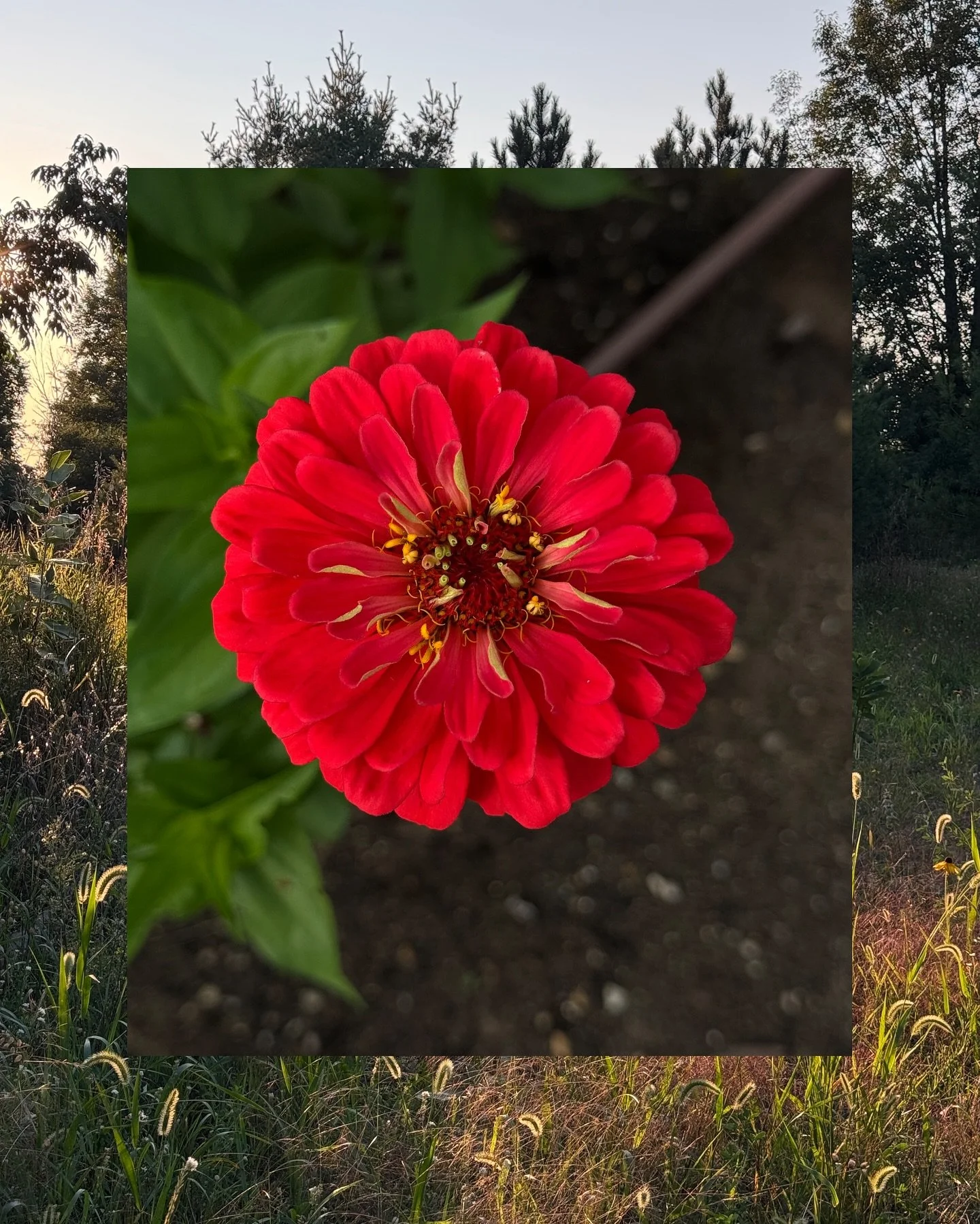 Life fuels everything else that happens here, so before I get back to business after a break from feeding the feed, here&rsquo;s a collection of summer postcards. 

Summer 2025 was lovely and layered, with a touch of sadness. 

Here&rsquo;s what it l