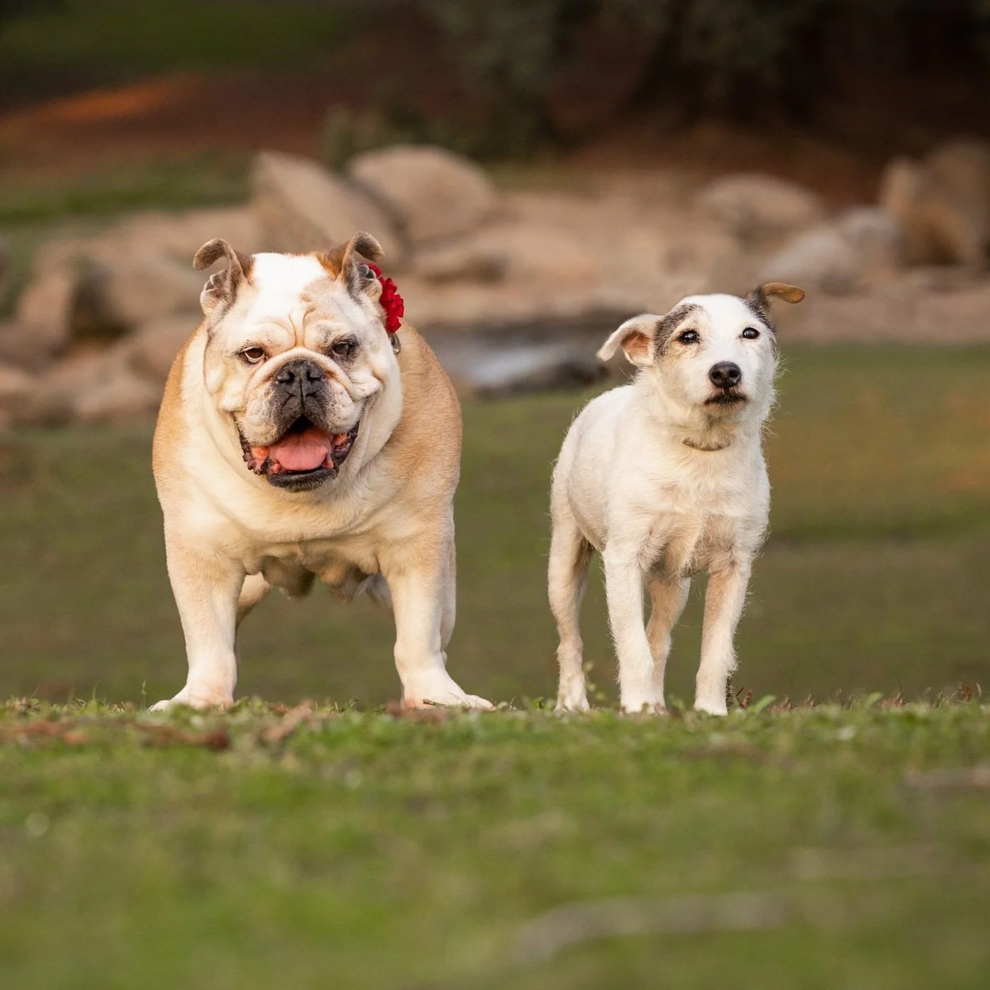 Daisy and Flapjack-333.jpg