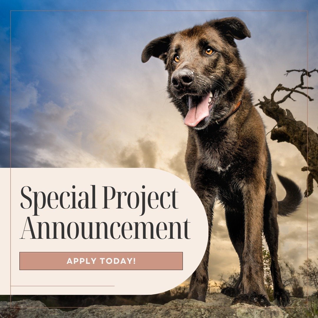 We are looking for 10 dogs for our special project 🐕️⁠
⁠
Any dog can apply as long as they:⁠
⁠
✅️ Love adventure⁠
⁠
✅️ Are comfortable in various locations and meeting new people⁠
⁠
✅️ Would love to see their furry face grace the walls of Fresno Cit