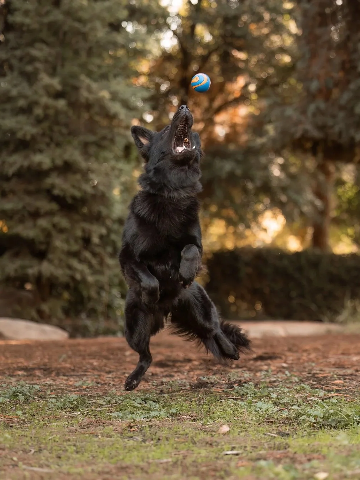 A black dog jumping in the air and catching a blue and orange ball outdoors with a background of trees and foliage.