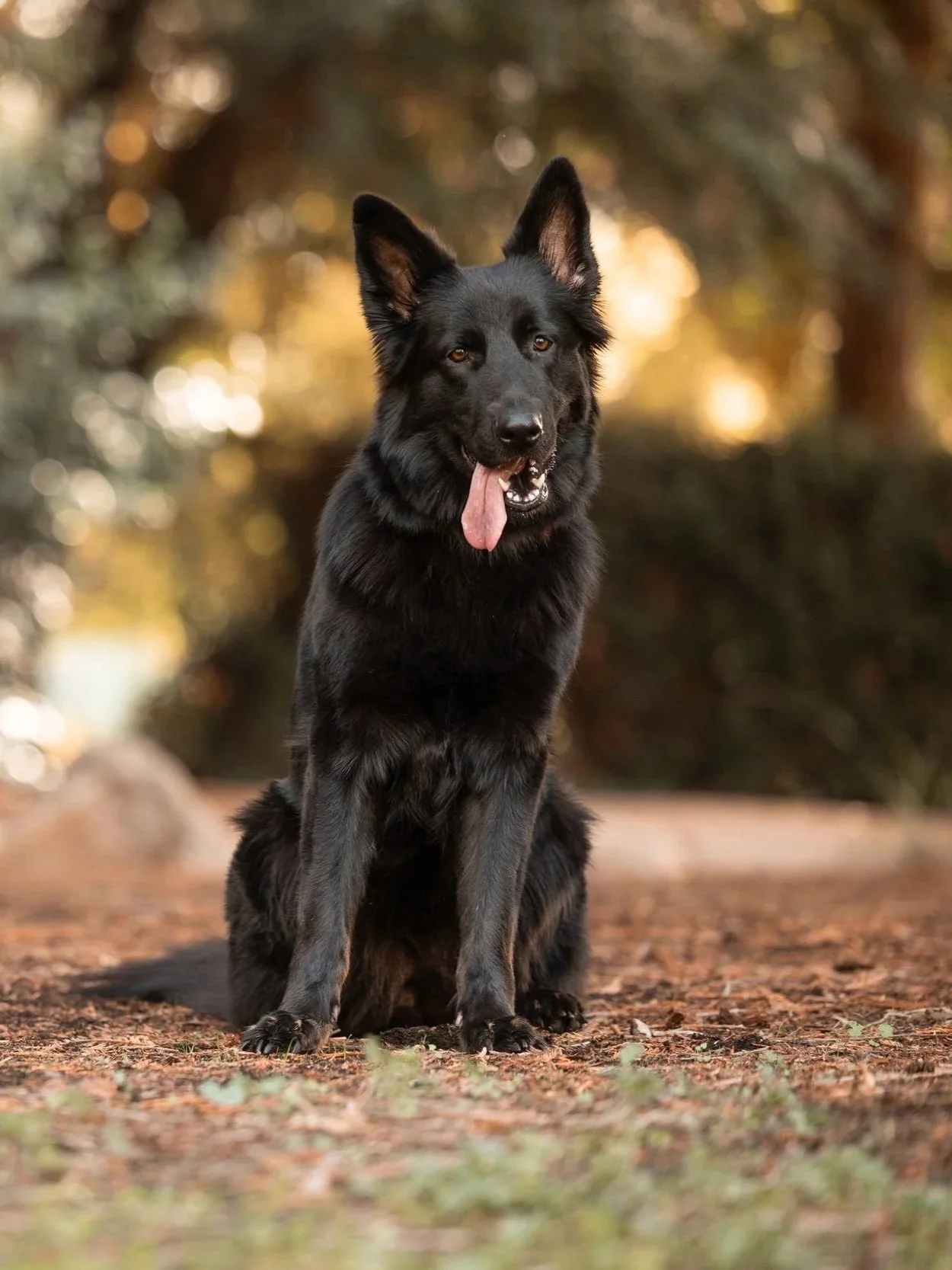 A black German Shepherd dog sitting outdoors on a dirt path with autumn foliage in the background, tongue hanging out.