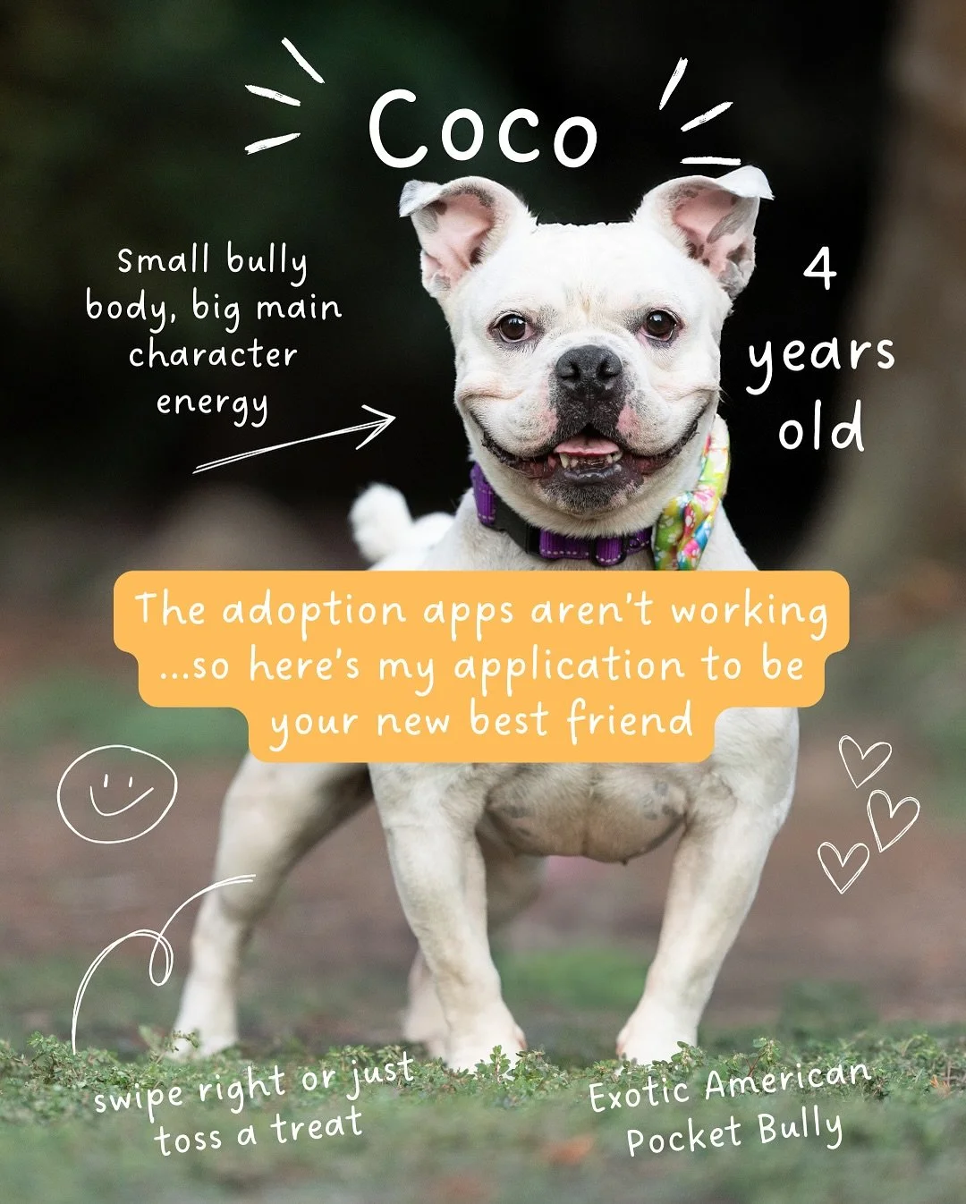 Adopt Coco 💕

When our rescue friends told us about Coco we knew we wanted to help her get noticed with a photoshoot. 

She is a sweet girl looking for a forever home. Think you may be her ideal partner? Contact Jennifer at 559-997-5581 for all of h