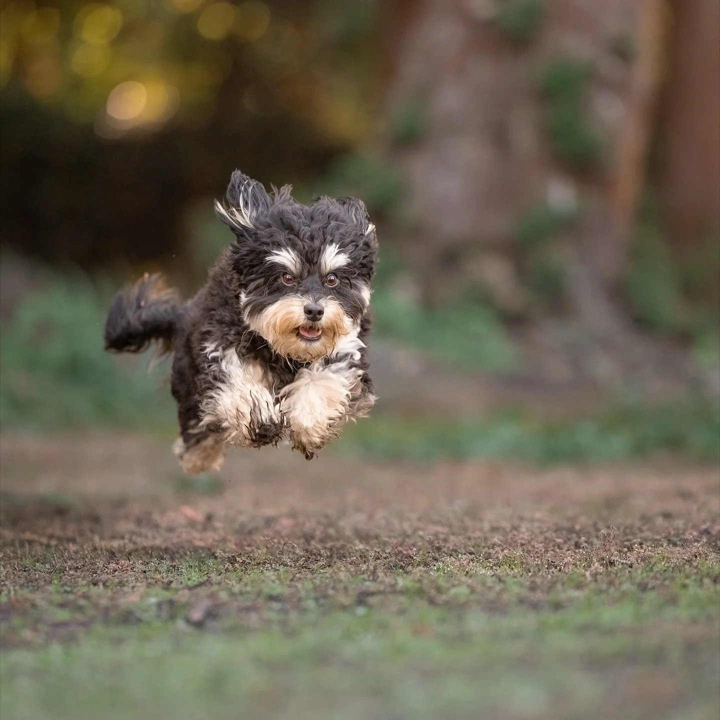 You know that feeling when you hear the treat bag crinkle? Yeah, that&rsquo;s about how fast this last spot is going to go. 🐾💨

Fall minis have been full of laughter, flying fur, and dogs showing off their best zoomies (looking at you, Anya 😂) 

I