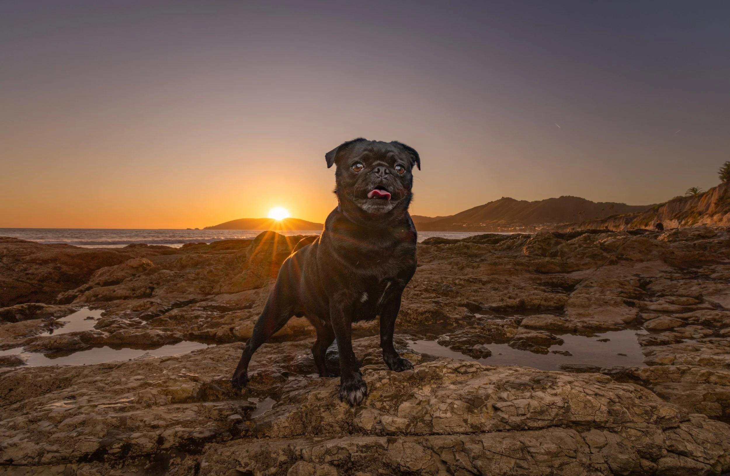Odin the pug at sunset on the rocks at Ebb Tide Park, Pismo Beach, photographed by Fur Real Life Photography