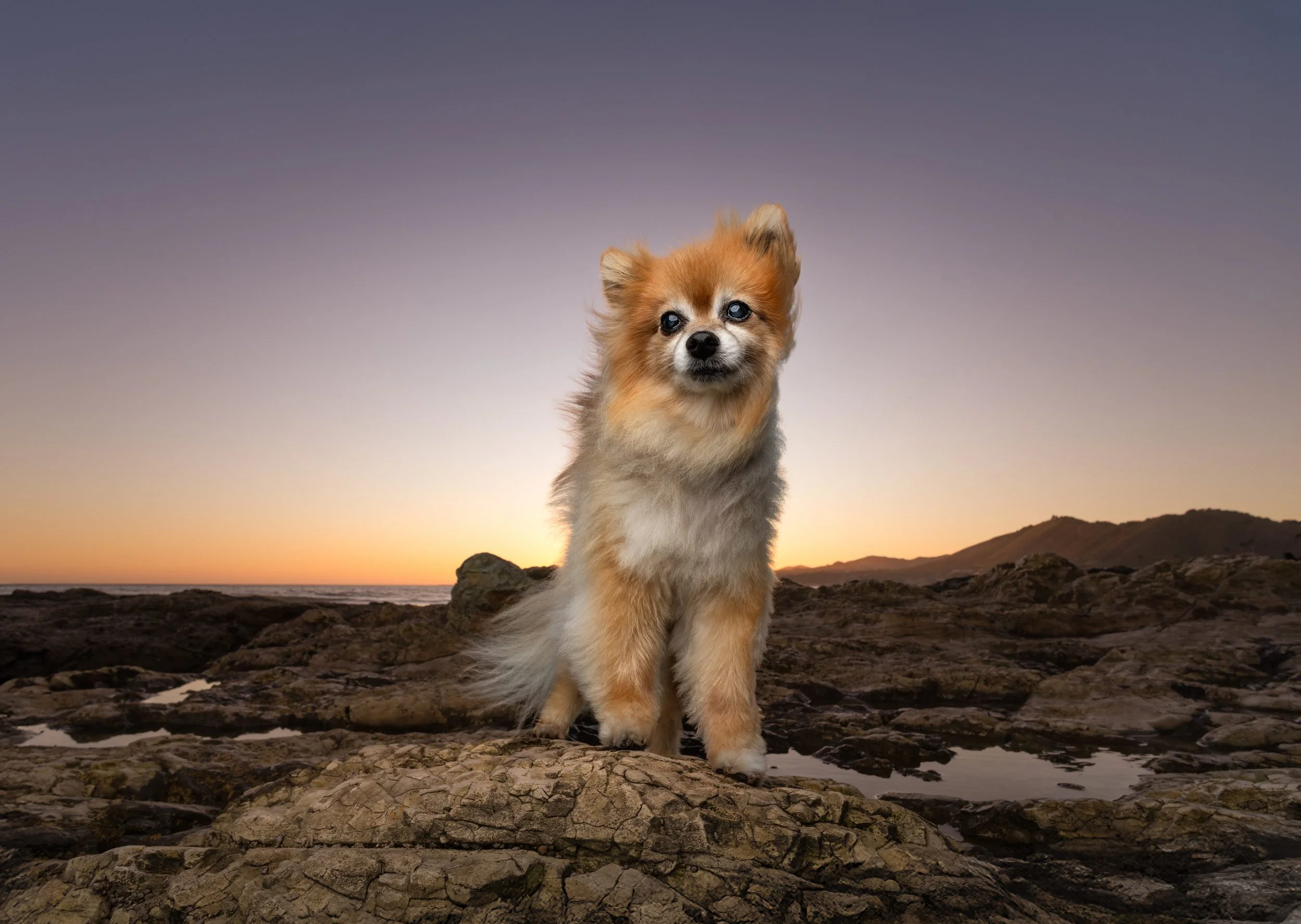 Dog portrait at sunset on the rocky coastline at Ebb Tide Park, Pismo Beach, photographed by Fur Real Life Photography