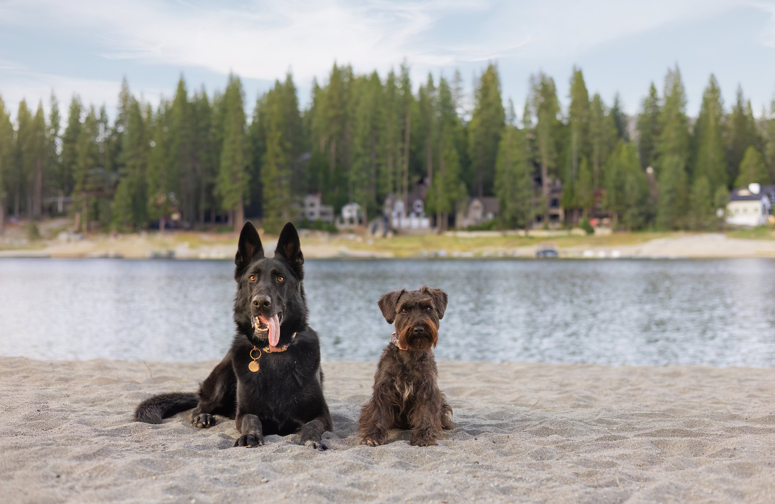Think Fresno Summer Is the Wrong Time for Dog Photos? Think Again.