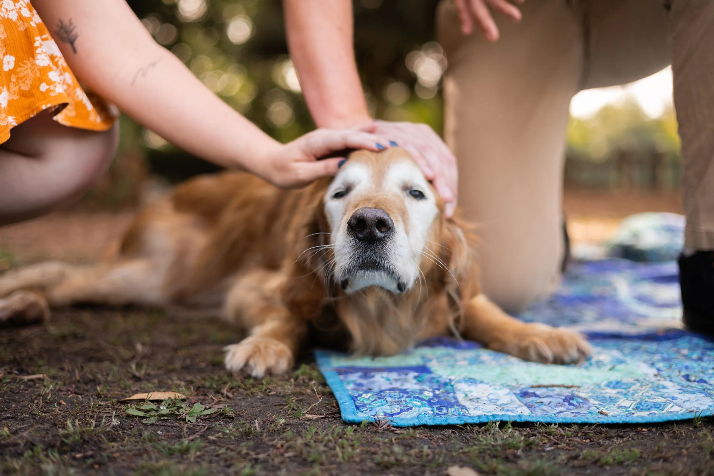 senior-golden-retriever-end-of-life-photography-fresno.jpeg