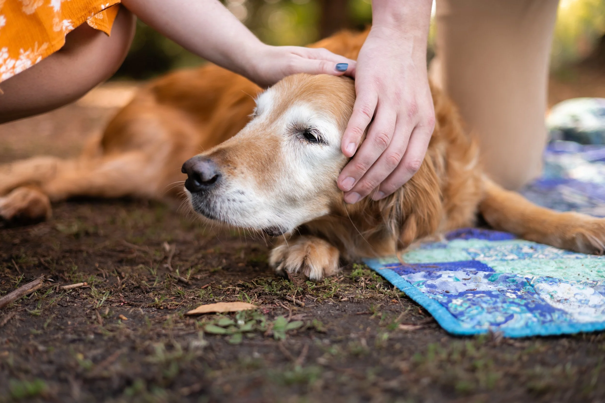 senior-dog-photography-golden-retriever-clovis-ca.jpeg