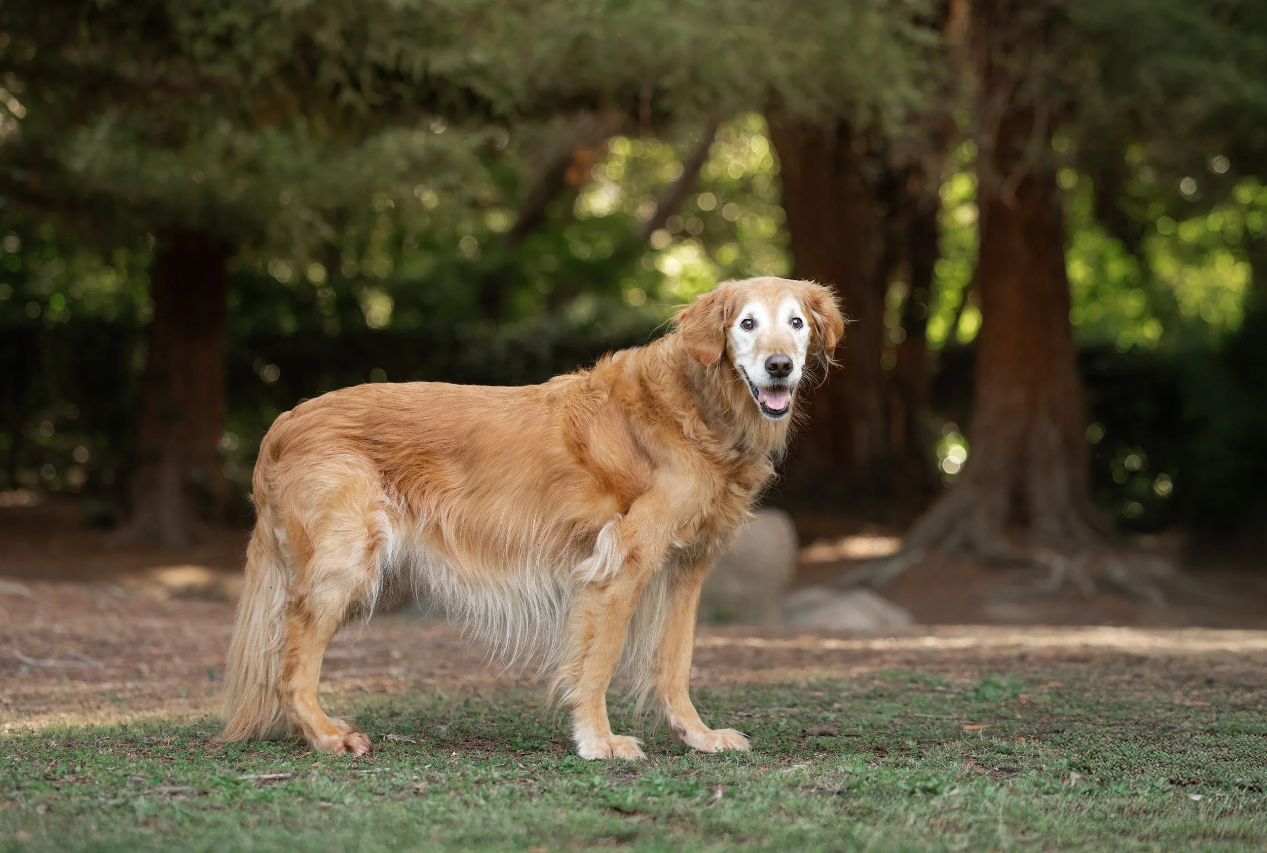 Why Pet Photography Can't Wait: A Love Letter to the Dogs We'll Miss Forever