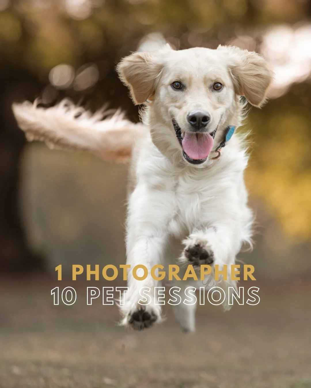 Ten dogs. Ten stories. Zero repeats.

Wild ones. Shy ones. Senior ones. Studio glam. Downtown vibes. Mountain Lakes. Lavender fields. Beach silhouettes. Puppy chaos.

Every single dog deserves to be photographed. Every single one.

Rumo (last slide) 